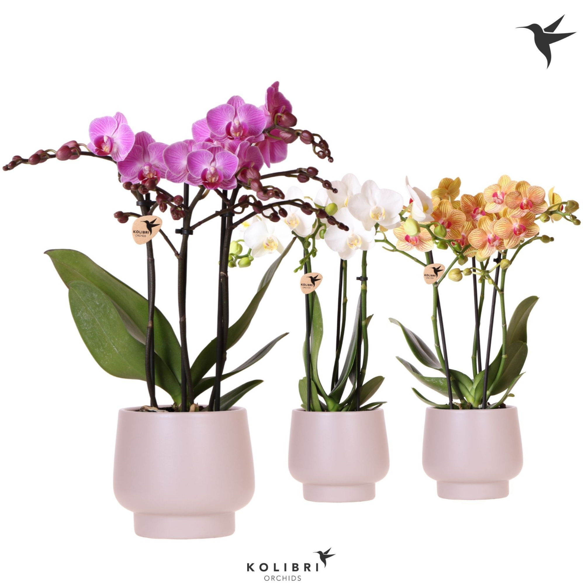 Kolibri Orchids Phalaenopsis mix 3 spike in Scandic pot taupe, D 9