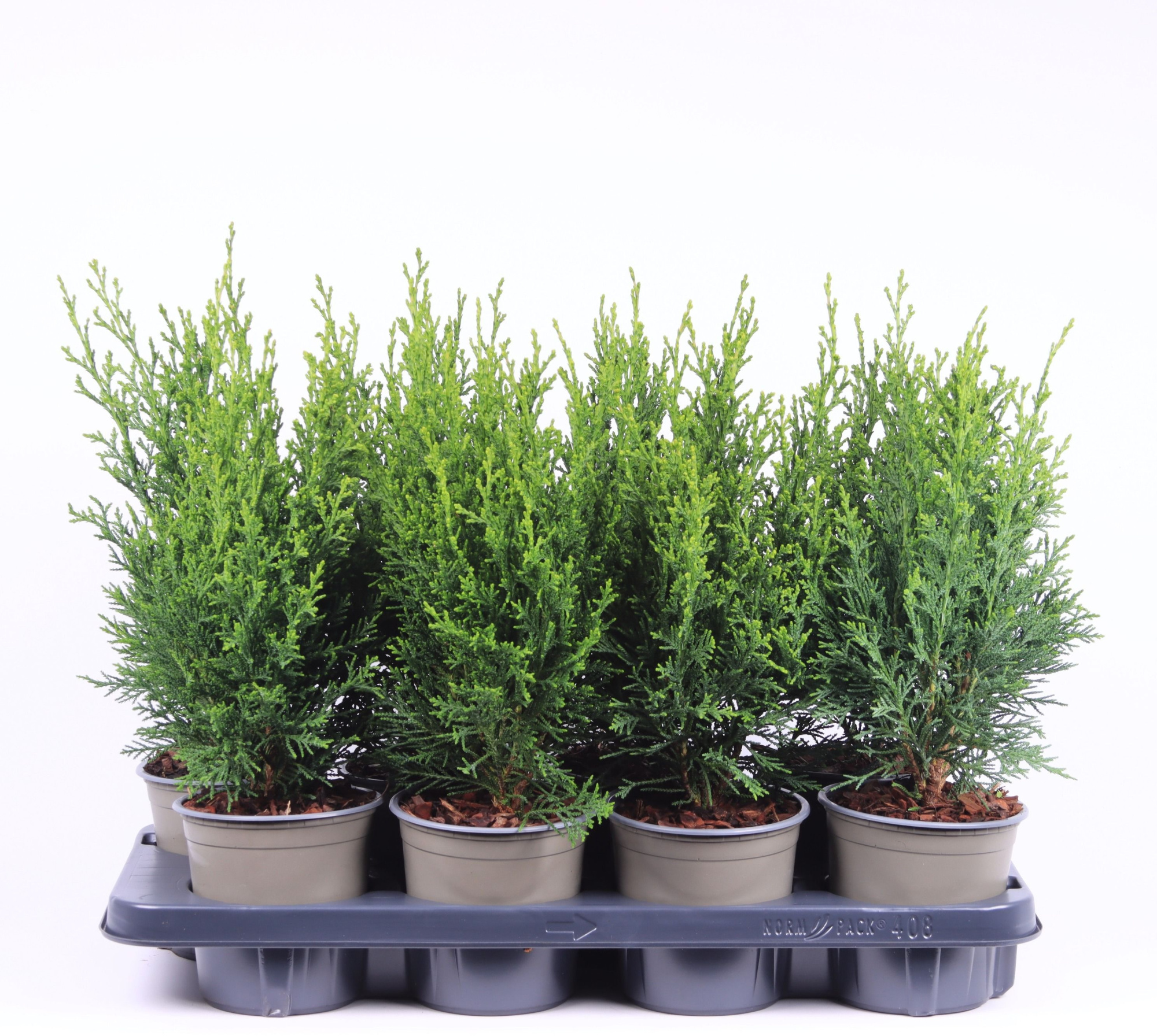 Chamaecyparis lawsoniana 'Robusta', D 13 cm