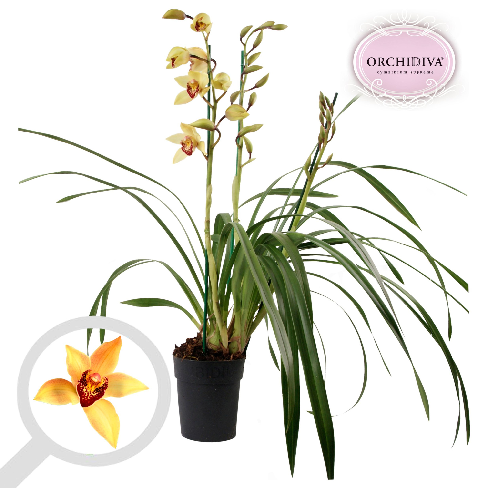 Cymbidium Geel 3-4 tak, D 14
