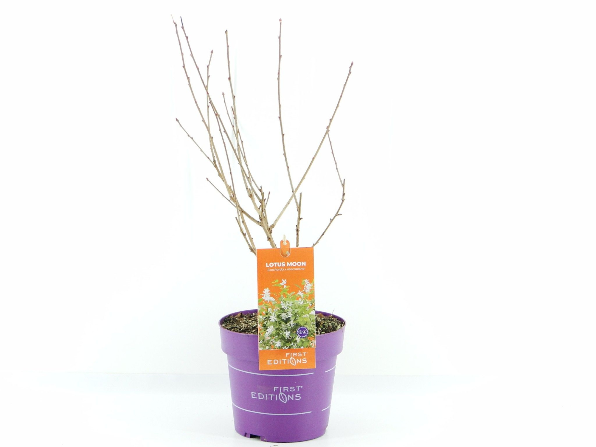 Exochorda Lotus Moon (First Editions®), D 19