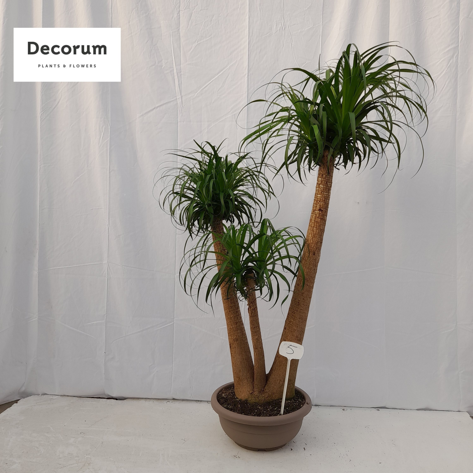 Beaucarnea vertakt op nummer 05, D 45