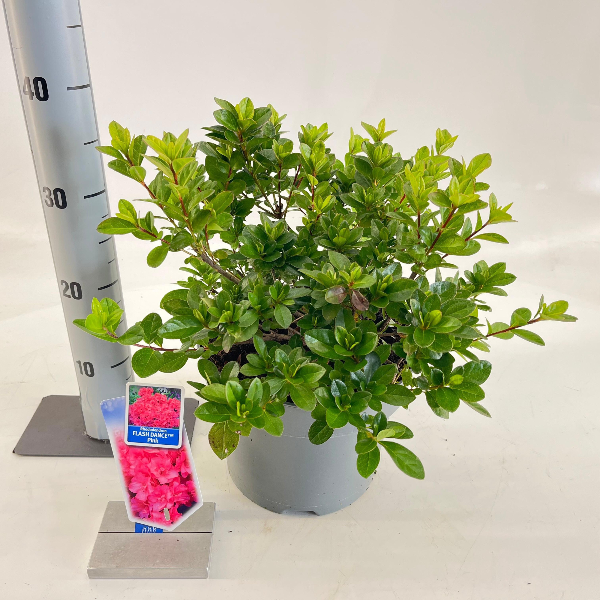 Rhododendron (AJ) FLASH DANCE™ Pink ('Minsam9'PBR), D 23 cm