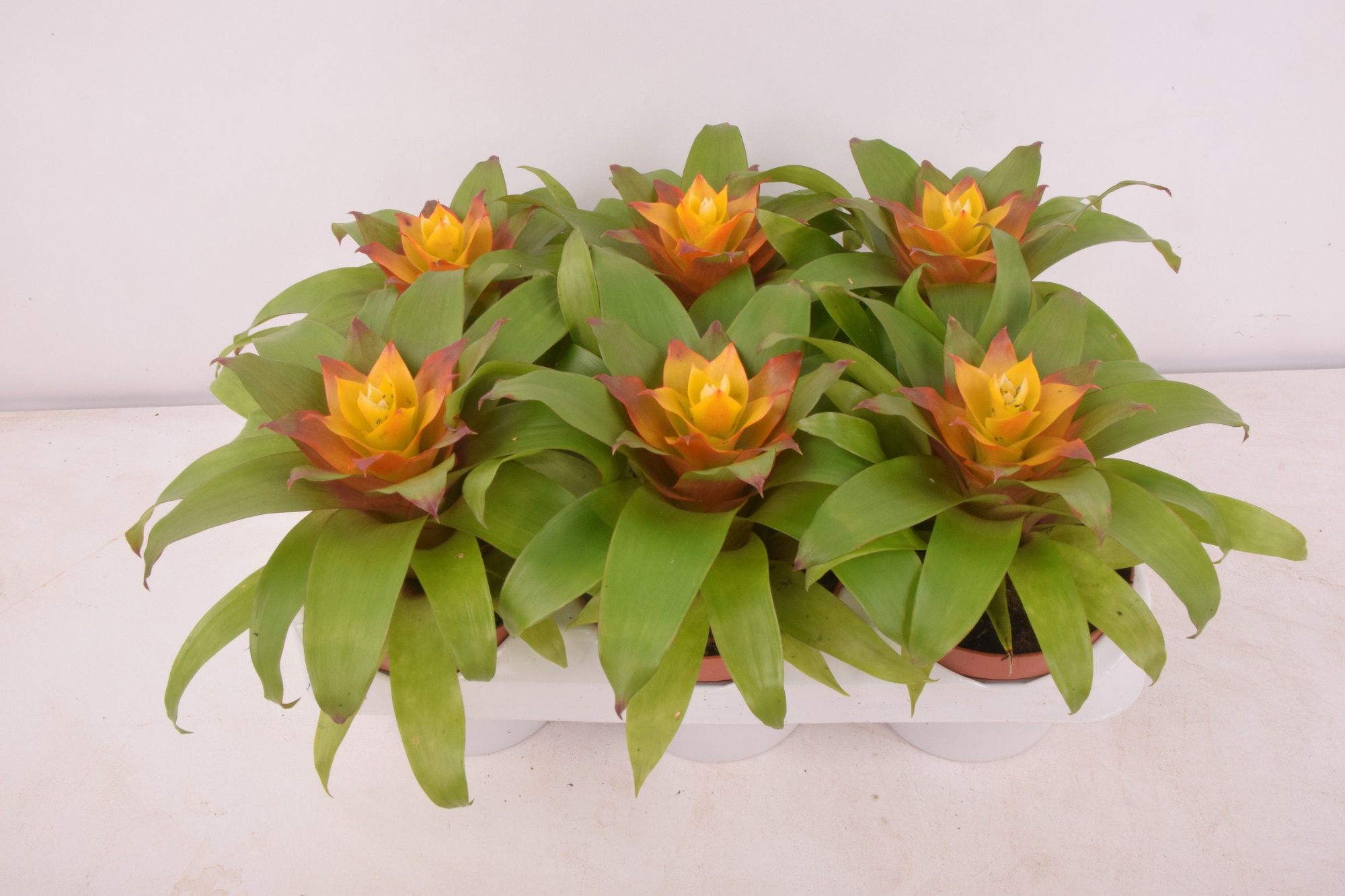 TO : P9 Guzmania Fairy, D 9