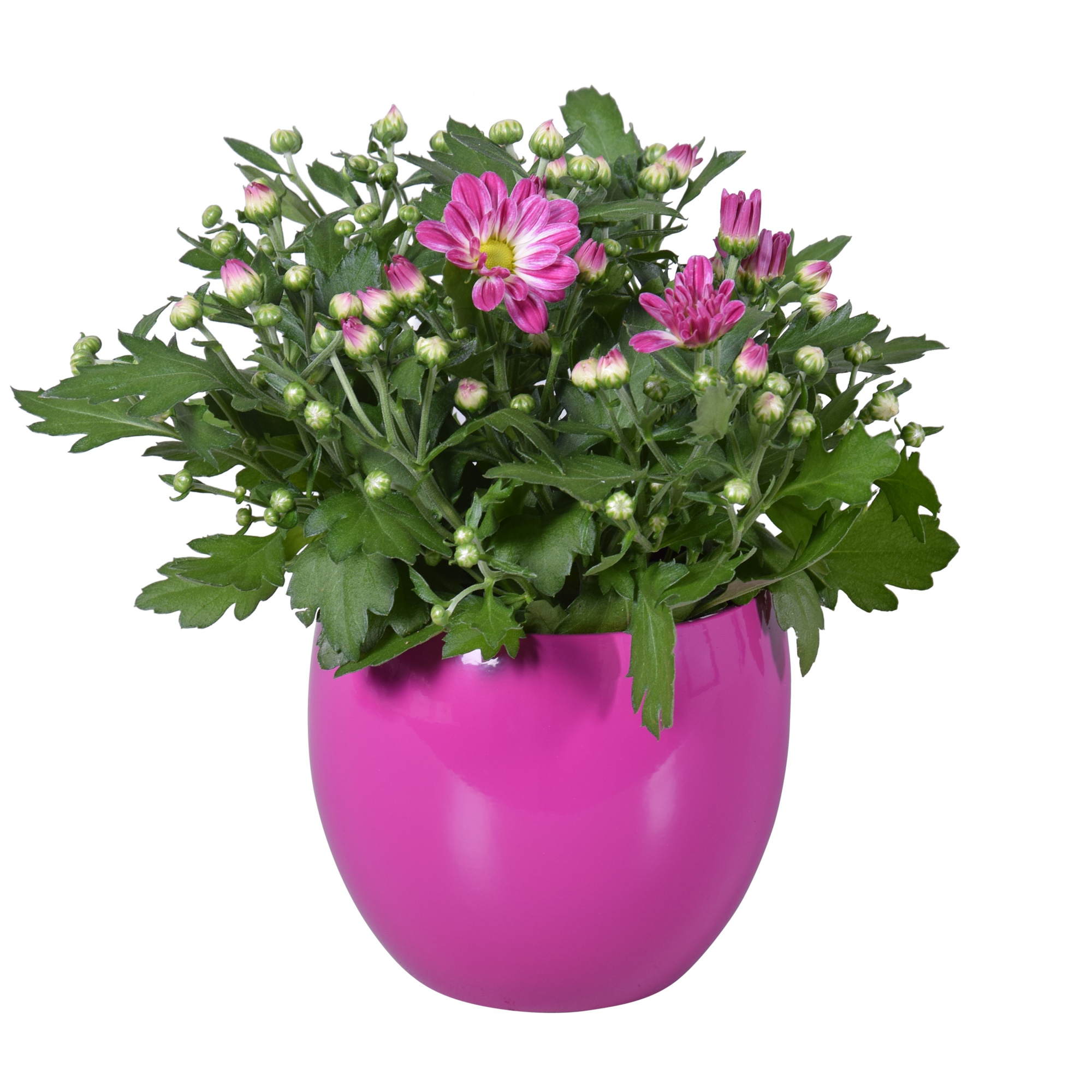 Chrysanthemum in Paars "Lisa" keramiek, D 14 cm