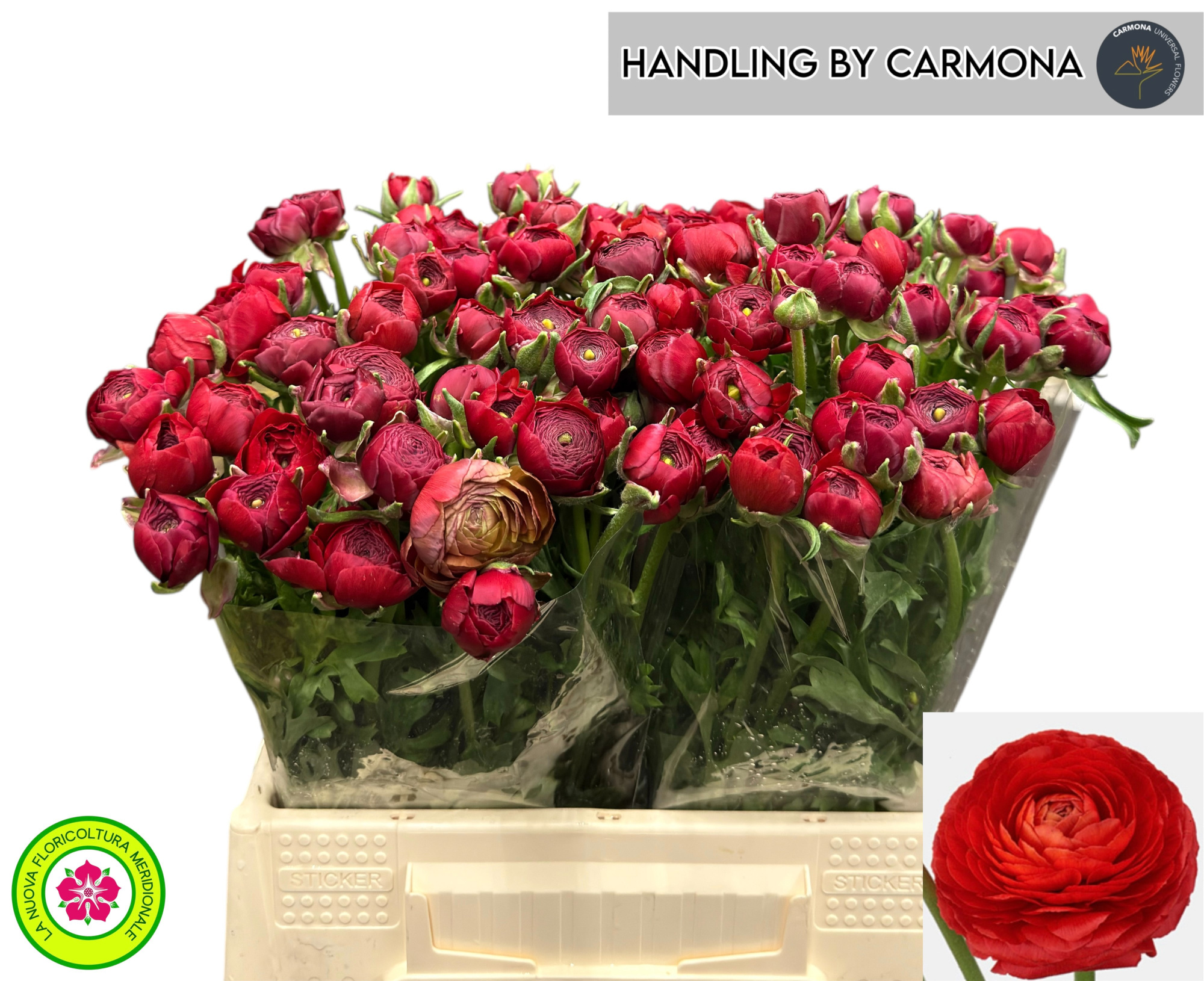 Ранункулус Элеганс Рэд 40, шт.