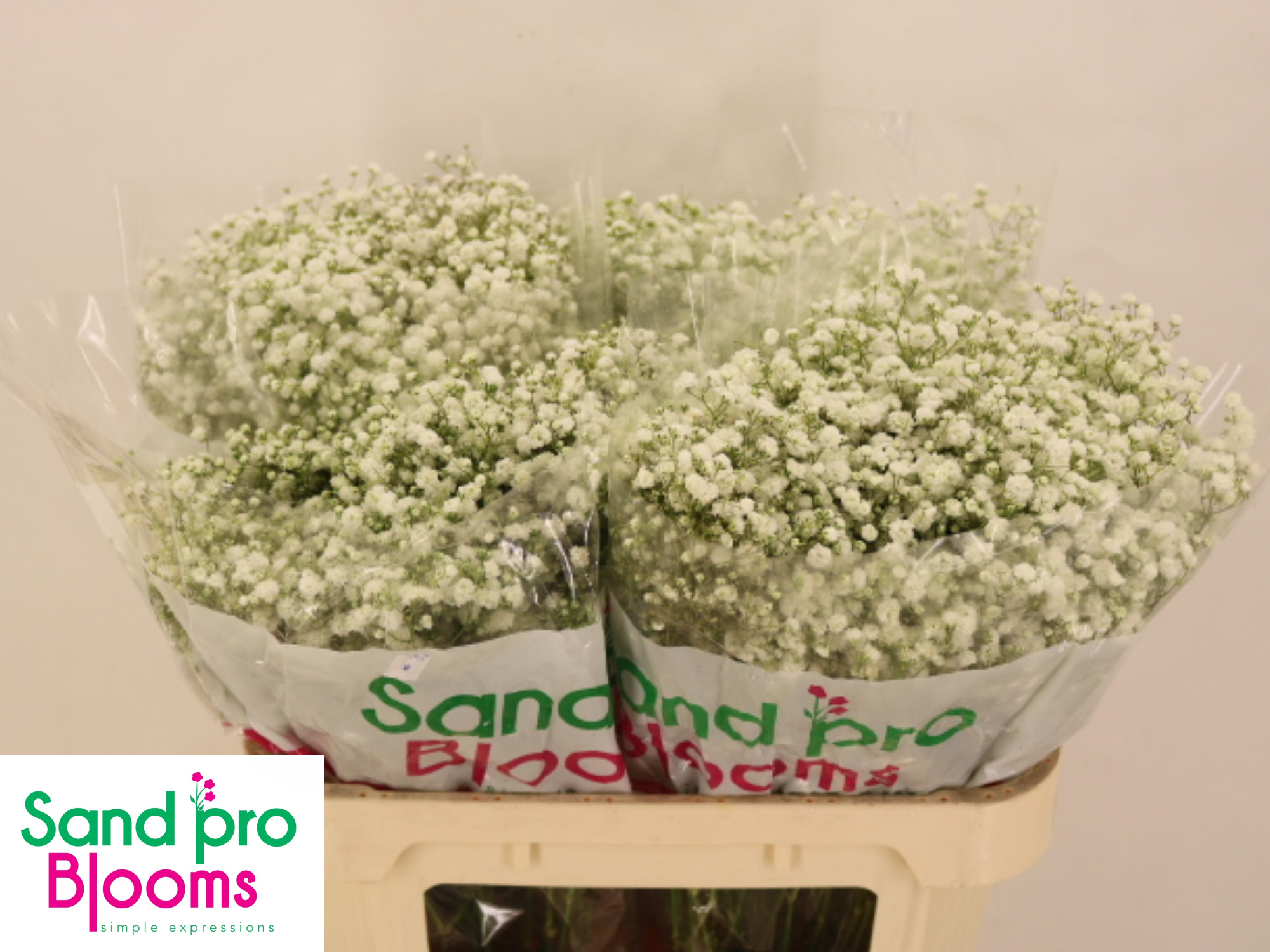 Гипсофила Экселенс 70, шт.