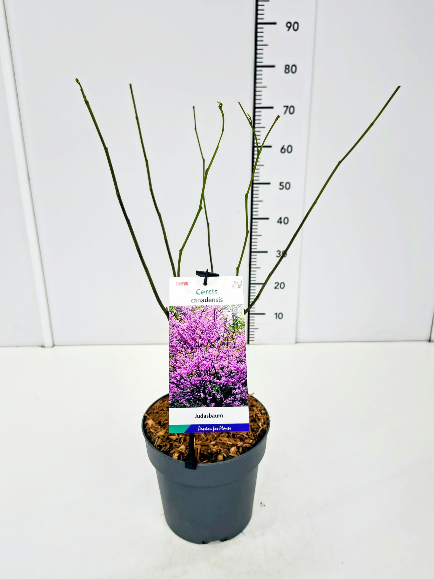 Cercis canadensis 40-60C4, D 21 cm