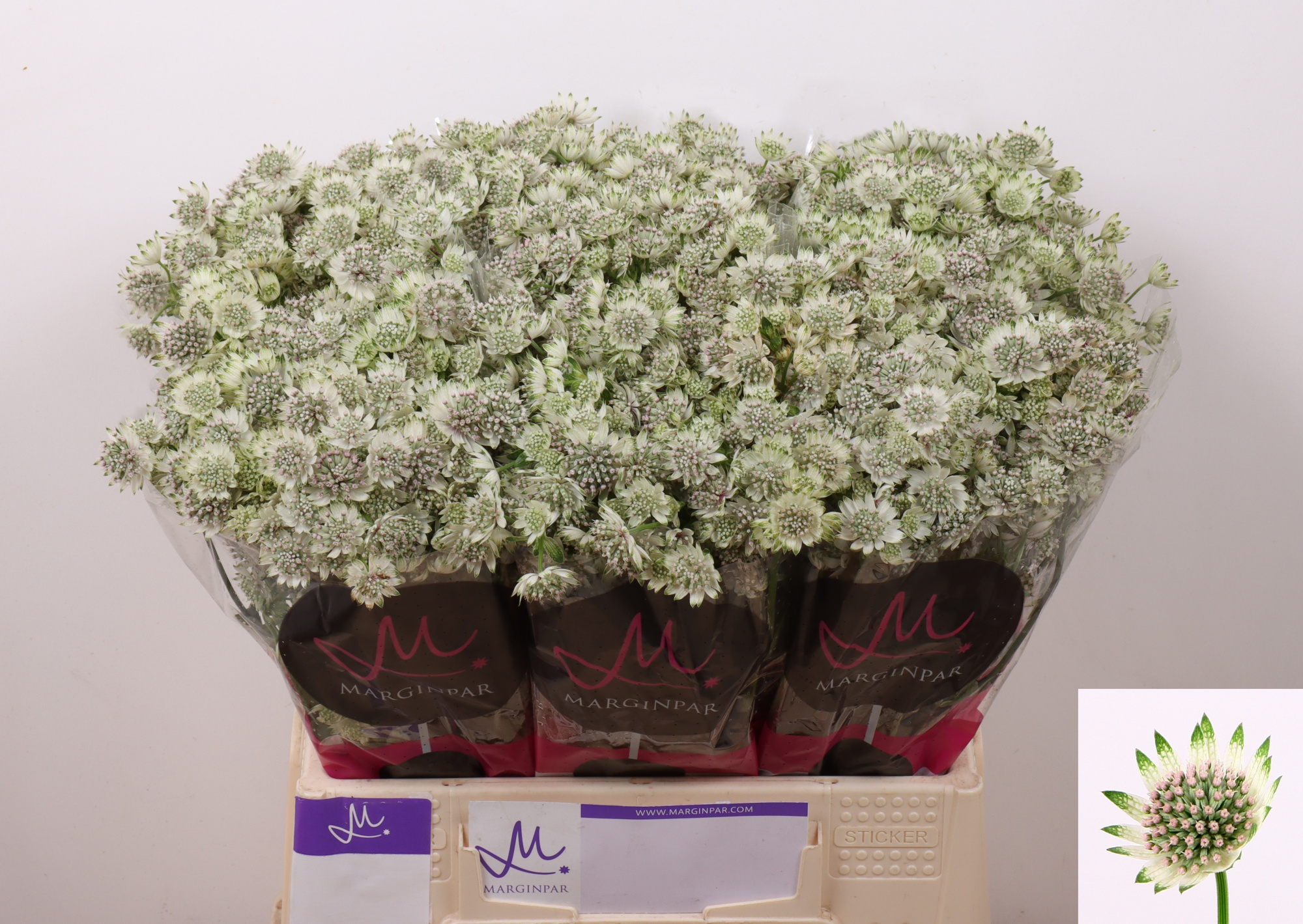 Астранция Биллион Старс 40, шт.