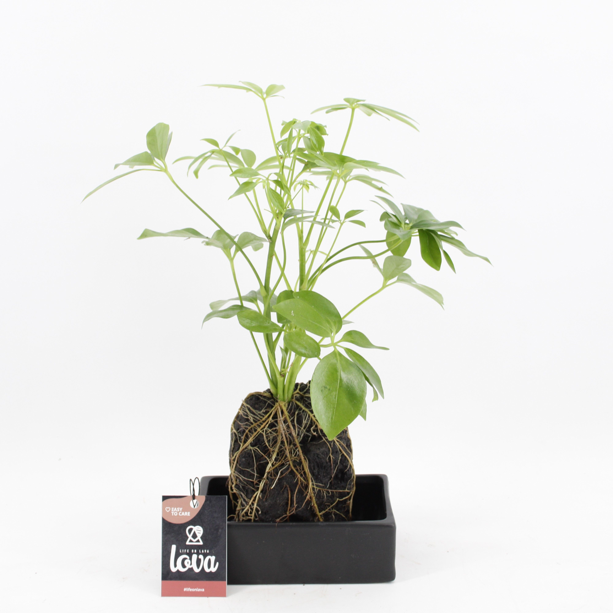 Lova Schefflera, D 17