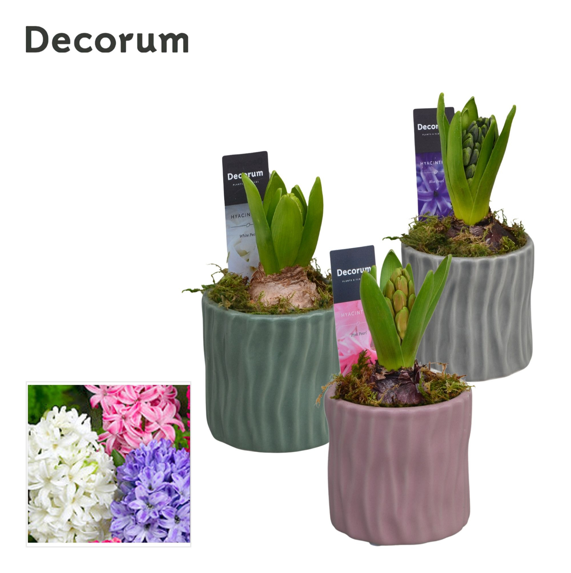 Hyacint Assorti HL16320 [LOVELY COLORS], D 8