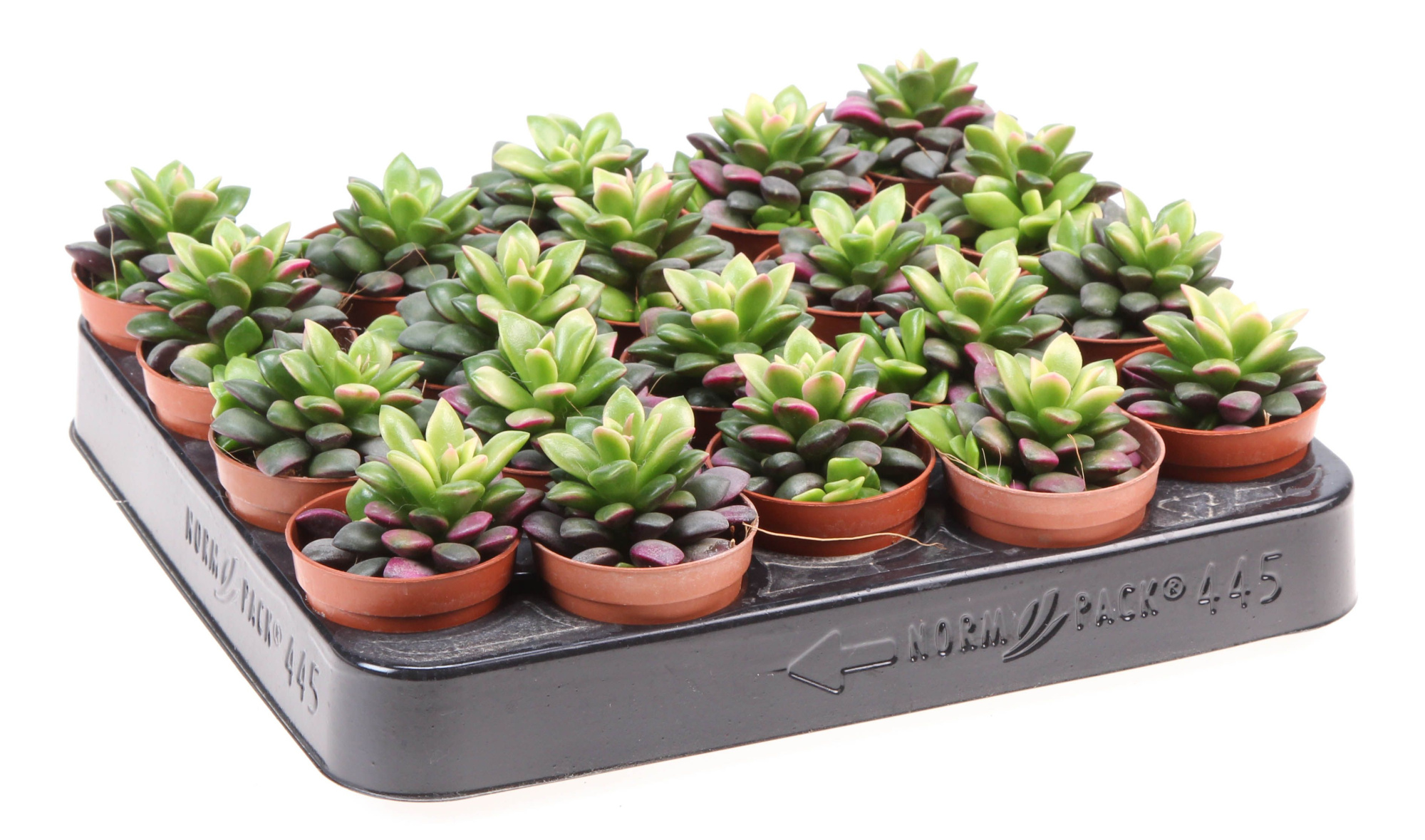 Anacampseros rufescens sunrise, D 5,5 cm