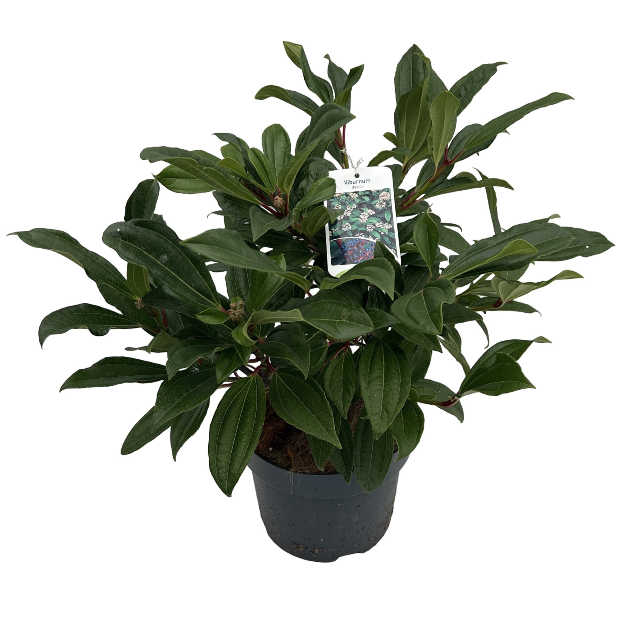 Viburnum davidii, D 23 cm
