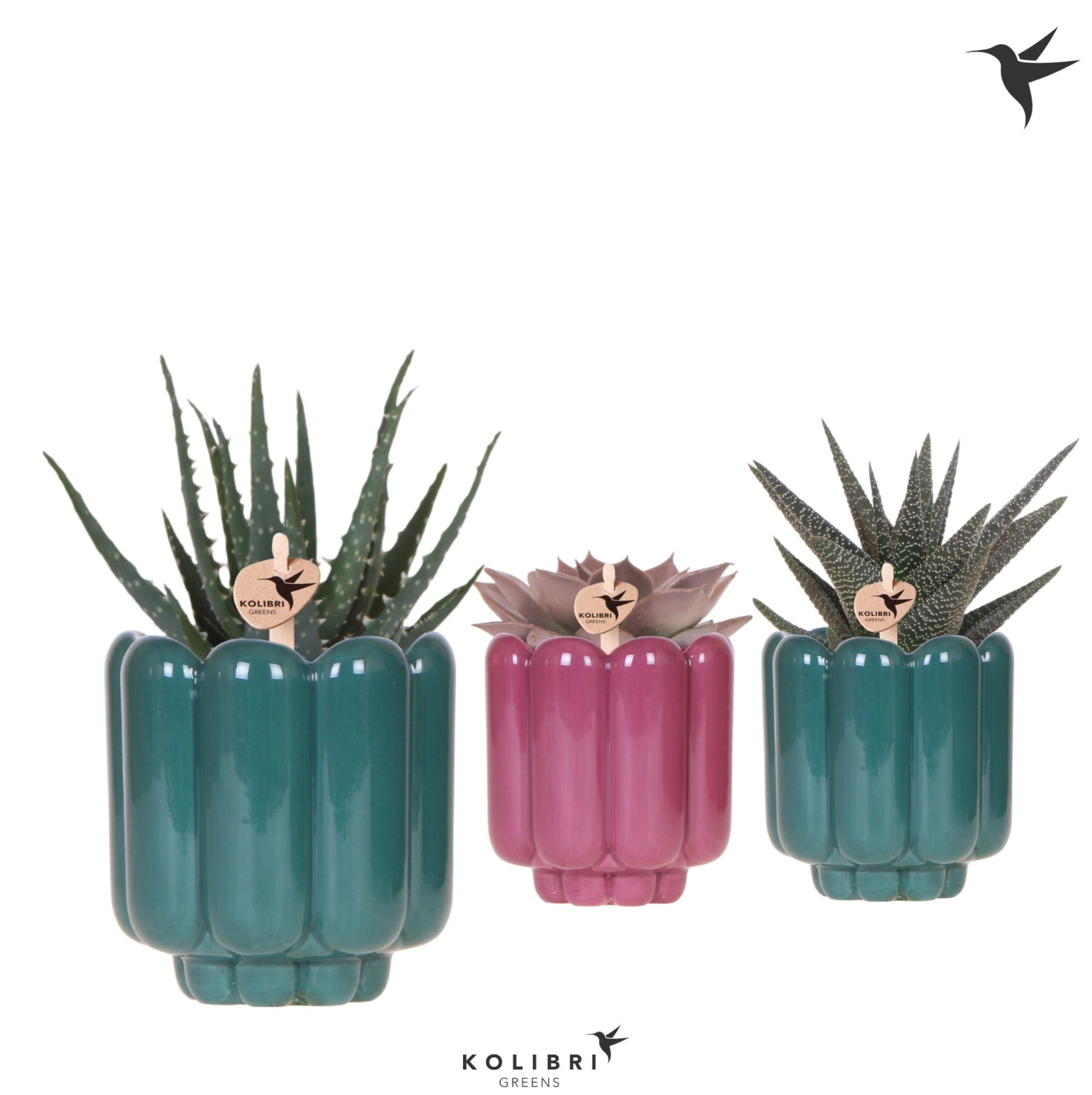 Kolibri Greens Succulenten mix in Retro pot green mix, D 9 cm