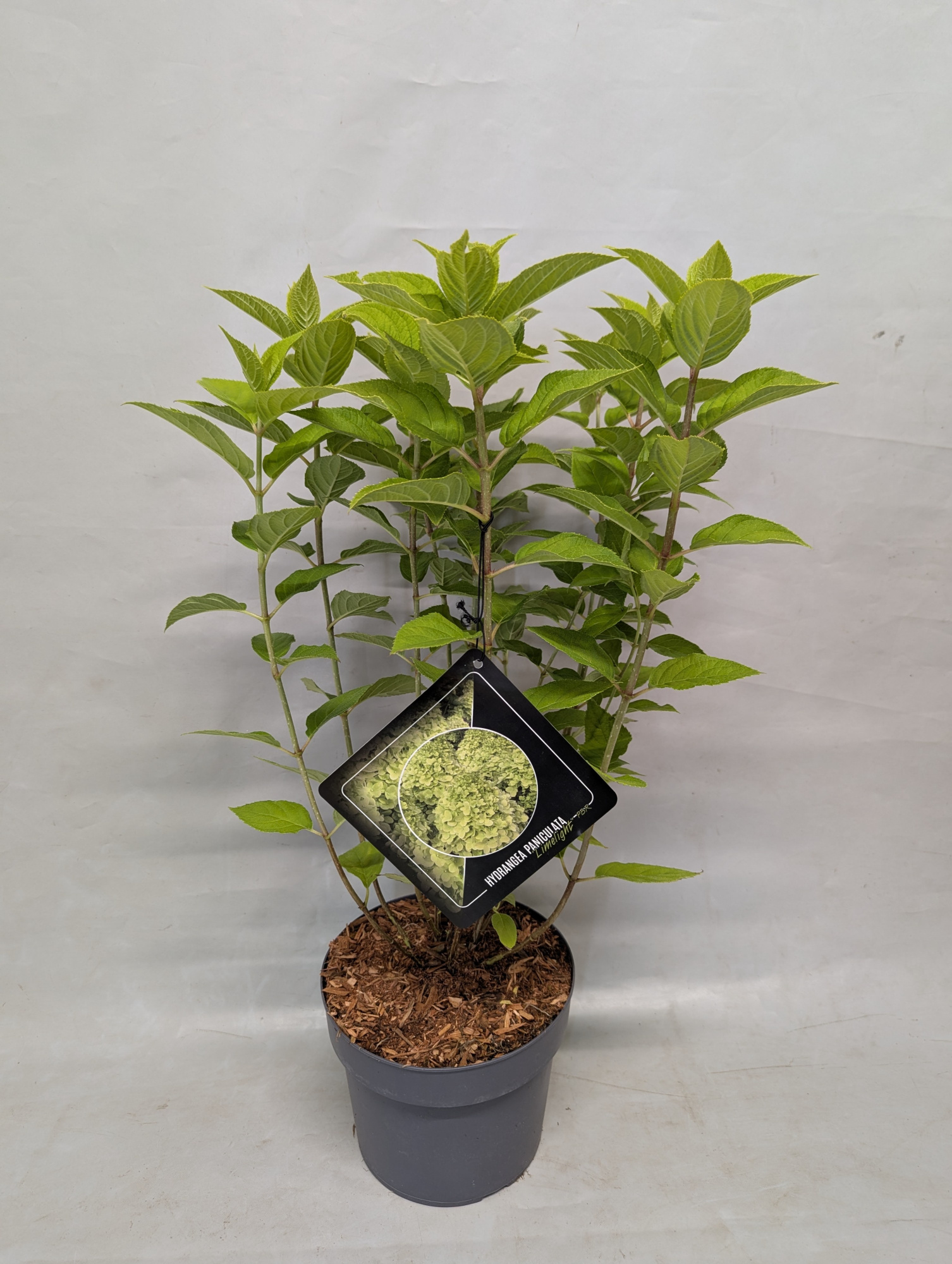 Hydrangea Paniculata 'Limelight' 19 cm, D 19 cm