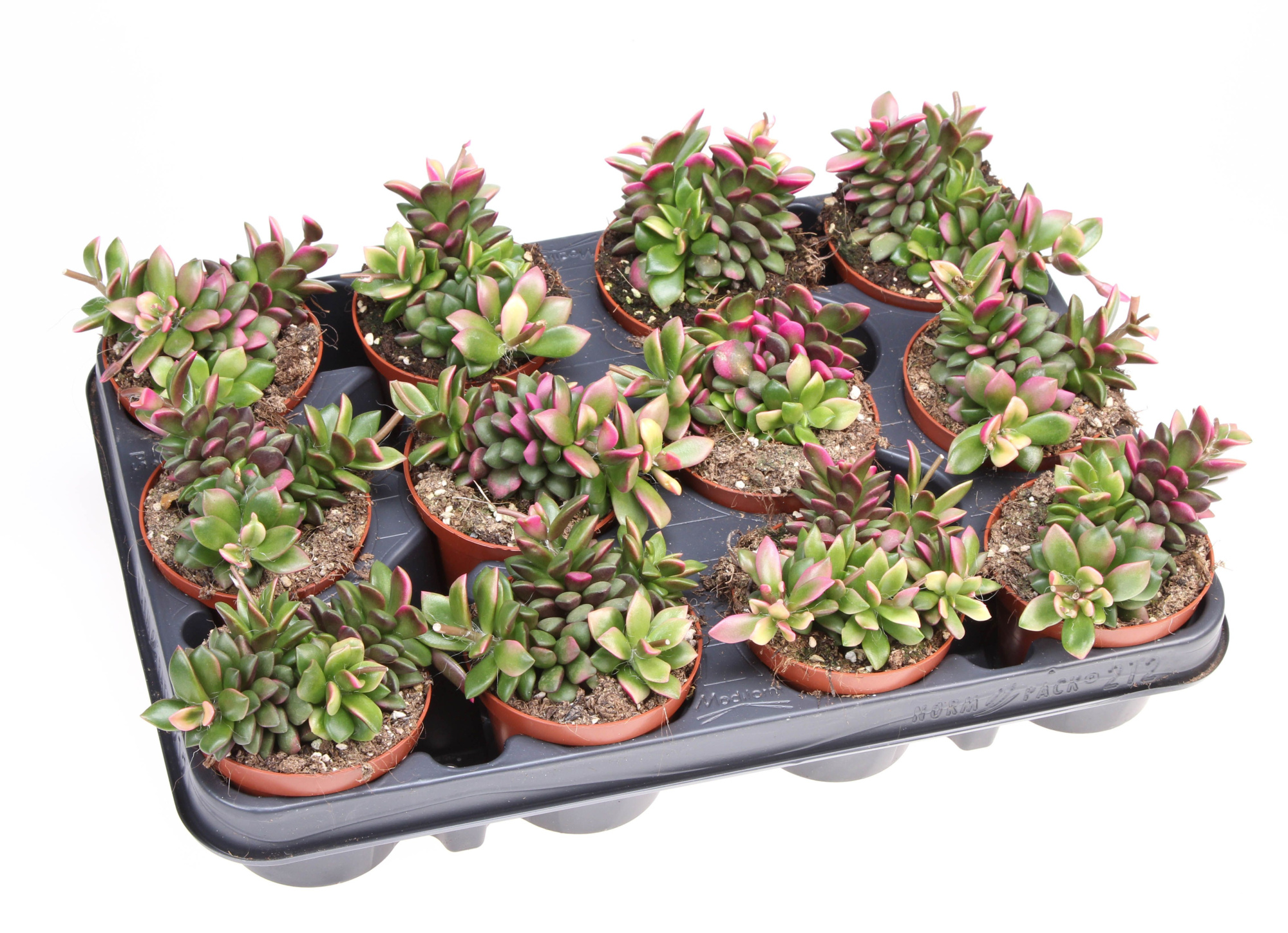 Anacampseros rufescenssunrise, D 8,5