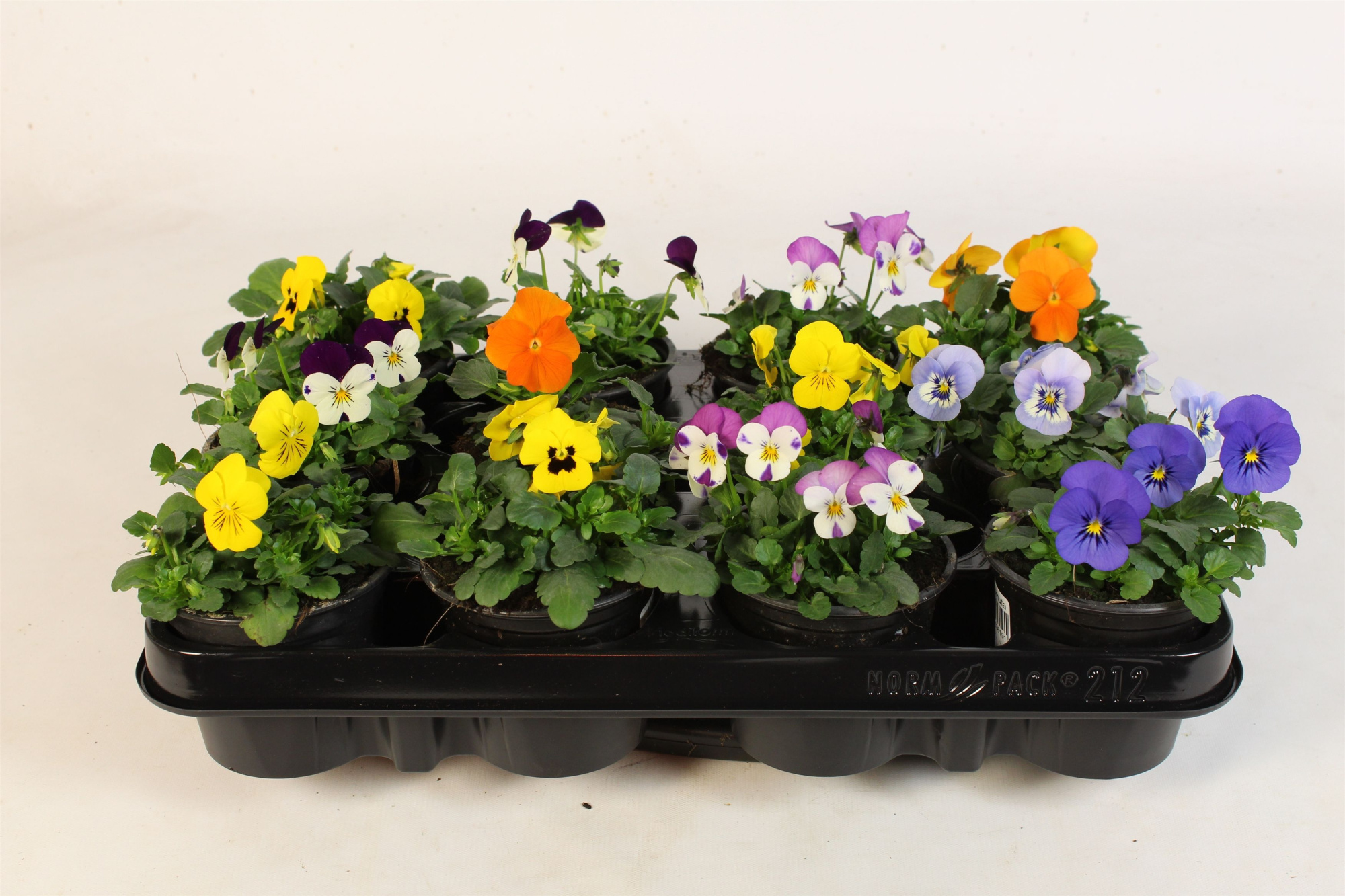 Viola Cornuta mix in tray 12, D 9