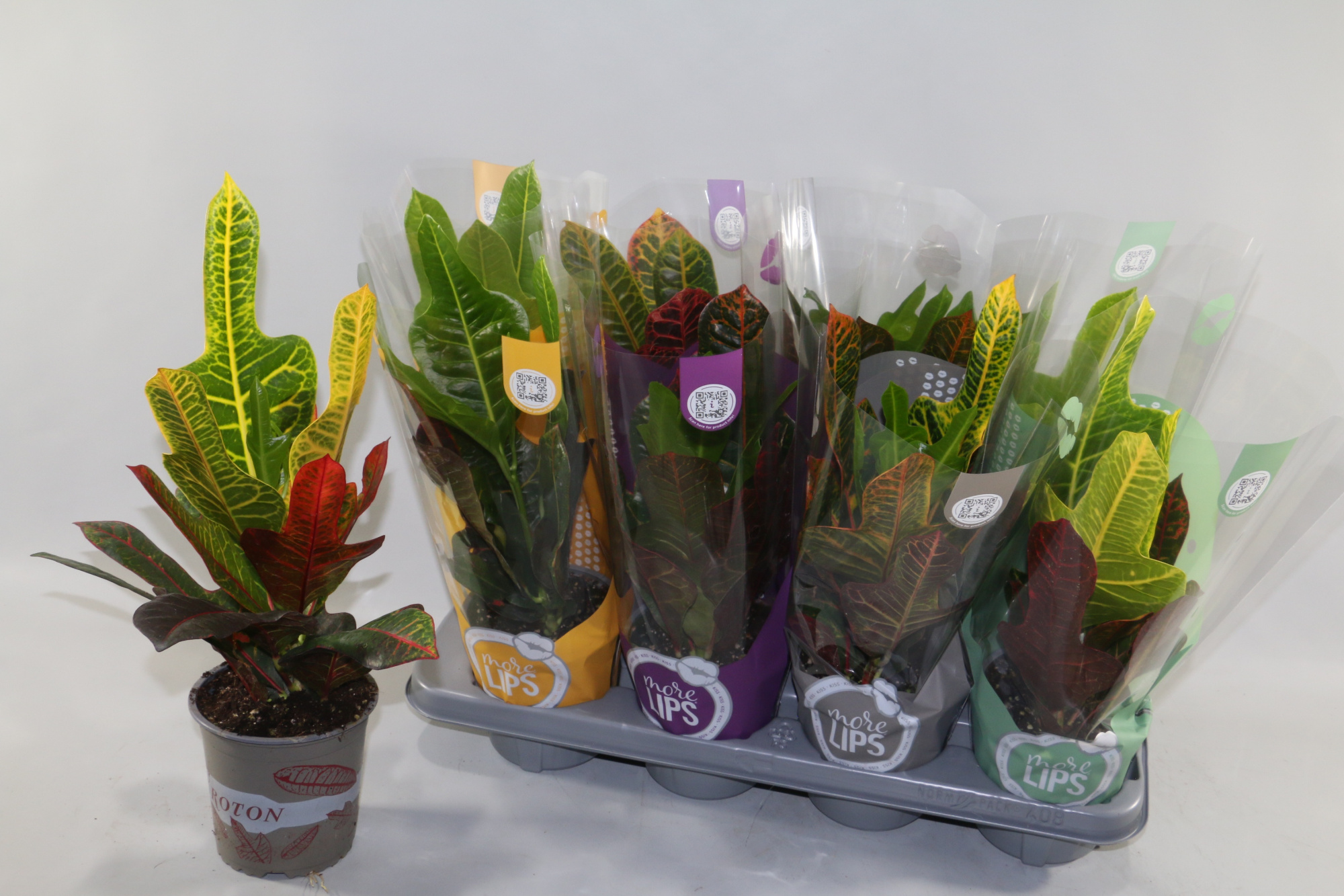 Croton Excellent "MoreLIPS®" Design Hoes, D 13 cm