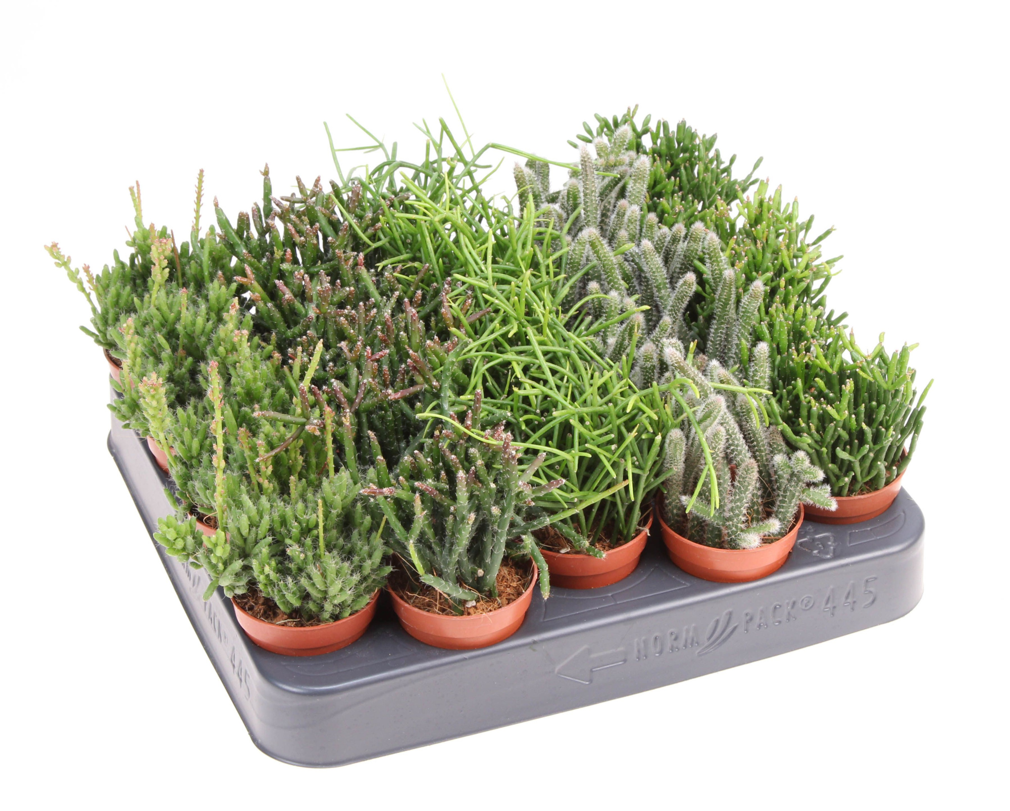 Rhipsalis mix, D 5,5 cm