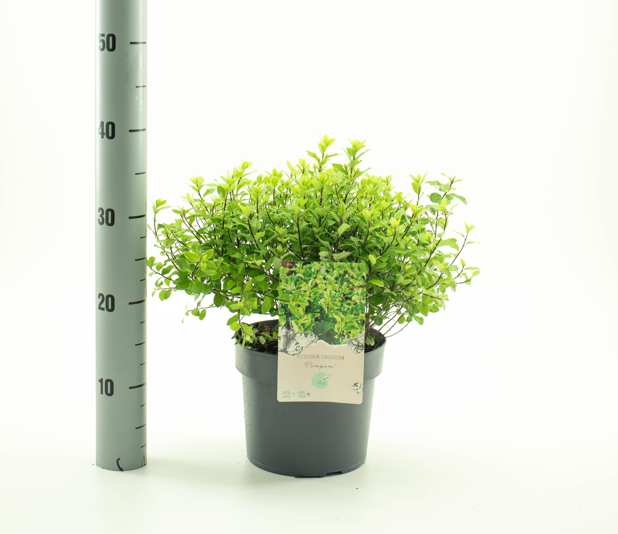 Pittosporum ten. 'Pompom', D 19 cm