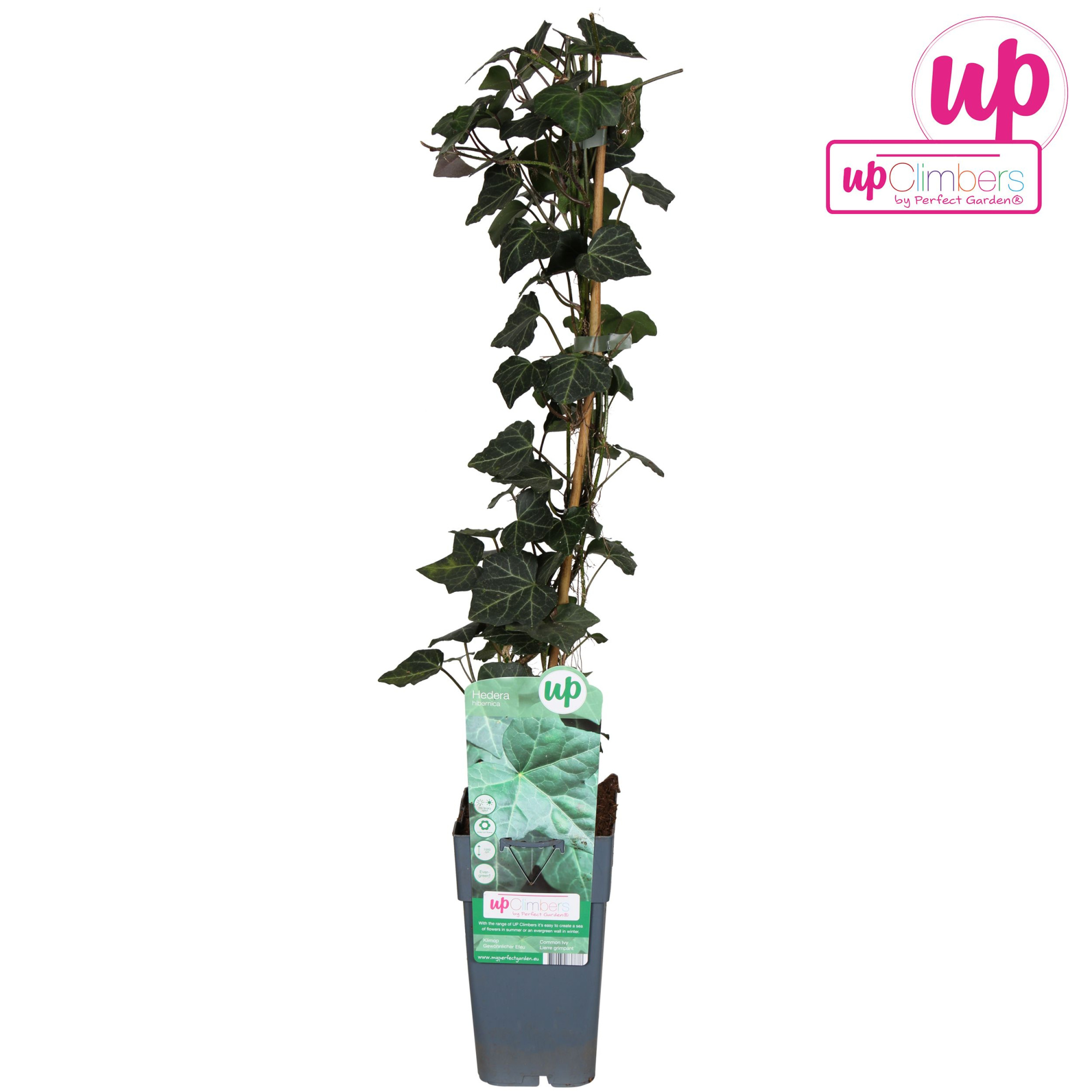 Hedera hibernica P15, D 15