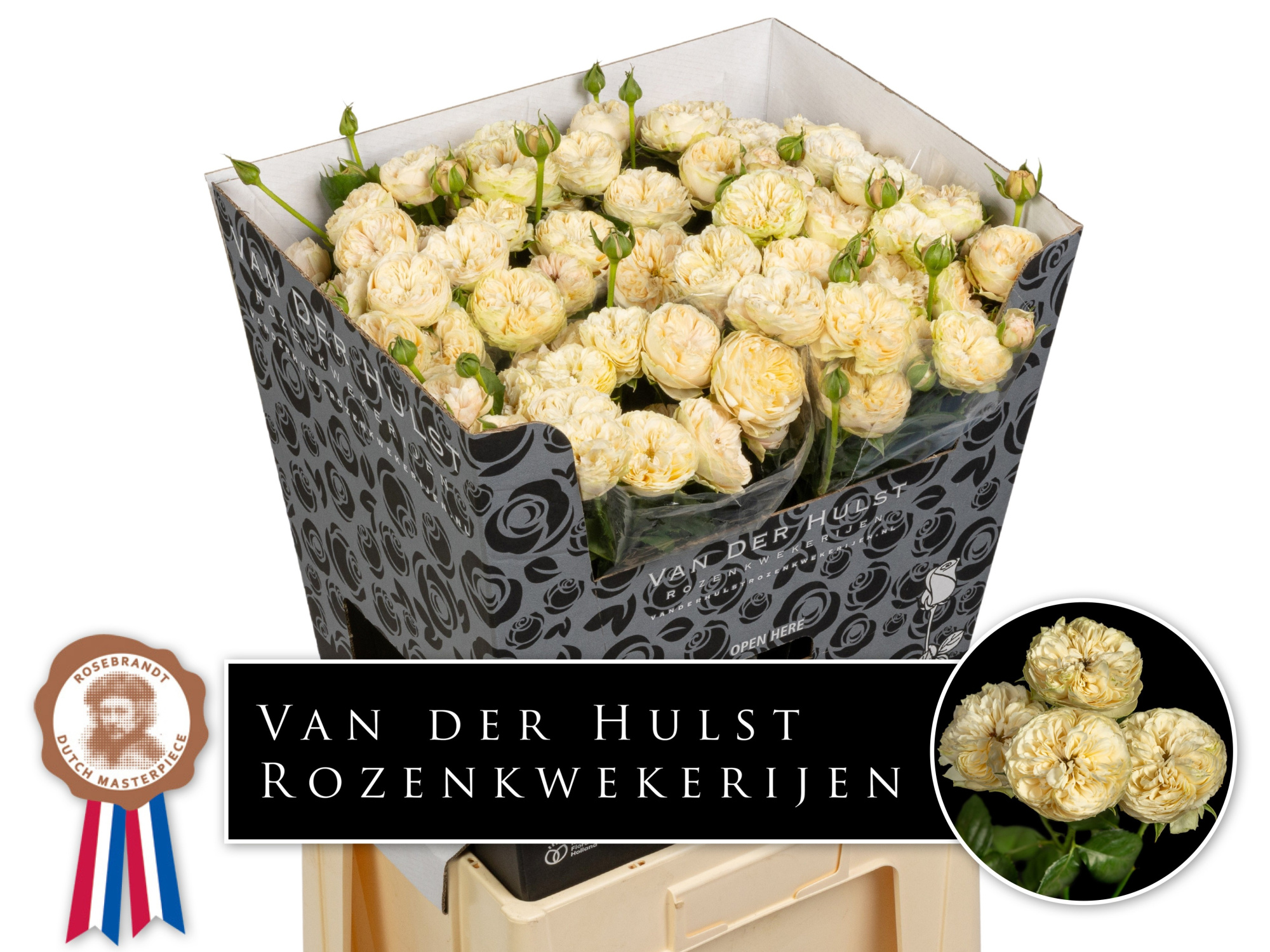 Роза куст. Роял Шампань 70, шт.