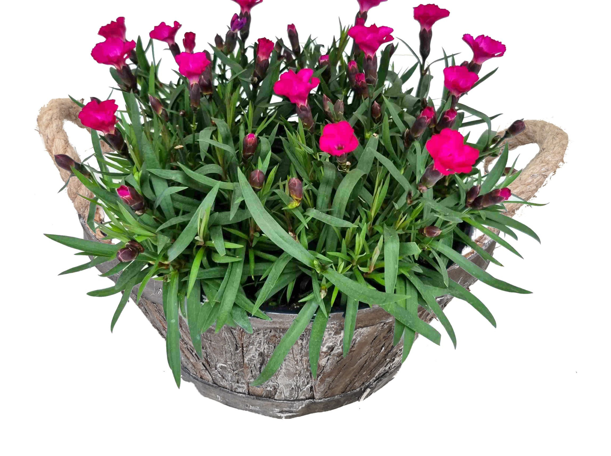 DI655-9323 Dianthus/Muehlenbeckia bosmand oren rond, D 24