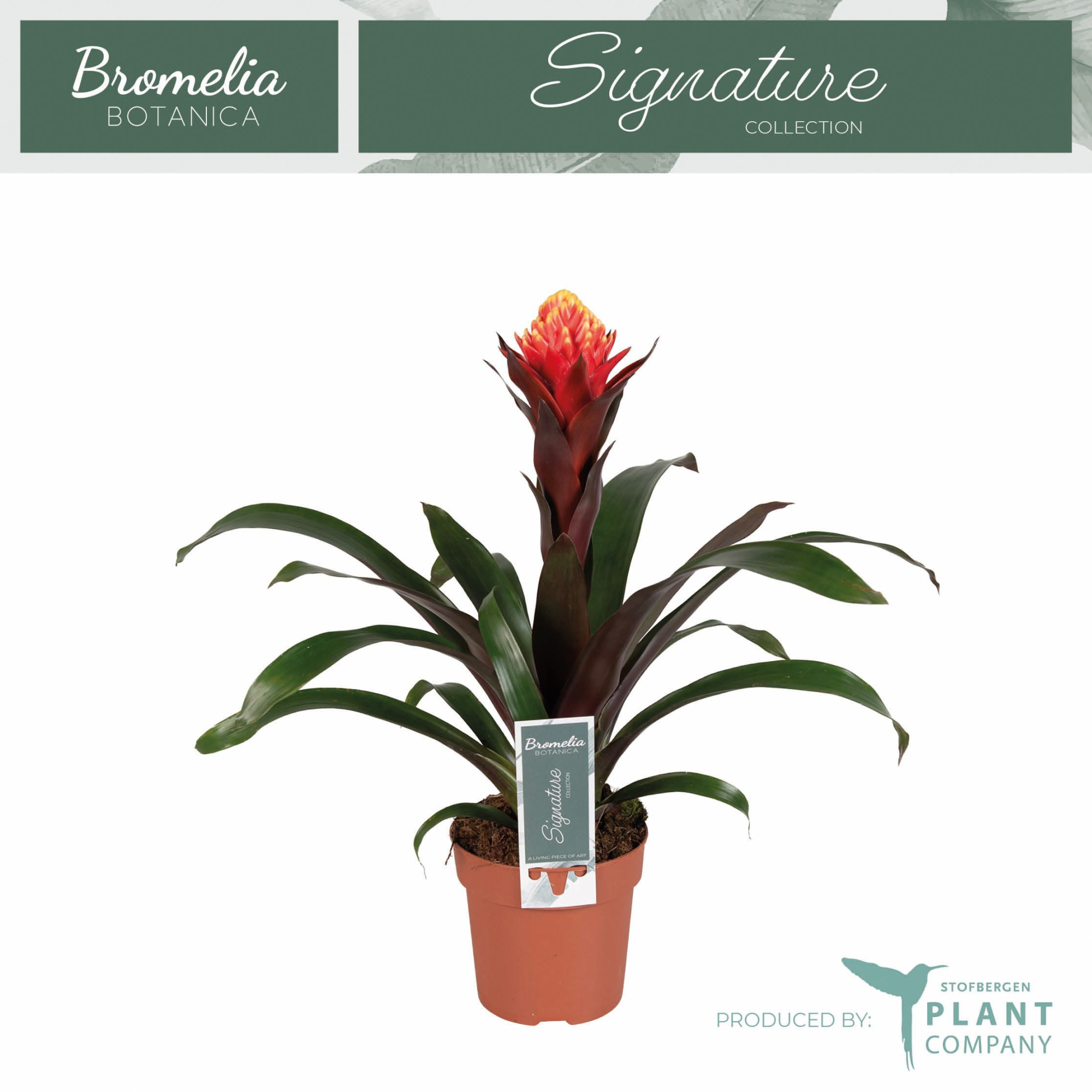 Guzmania Happiness, D 12 cm