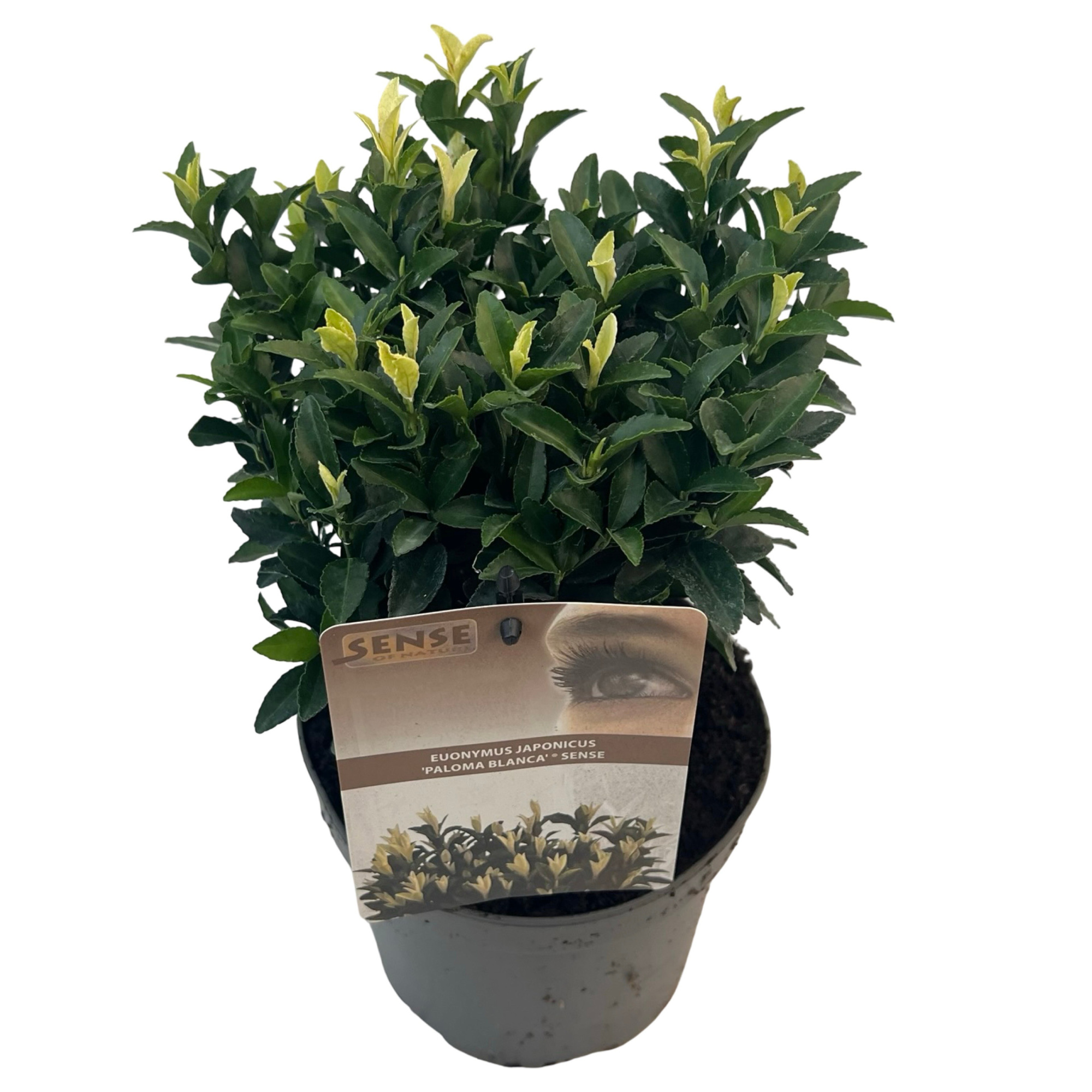 Euonymus jap. 'Paloma Blanca'® sense, D 17