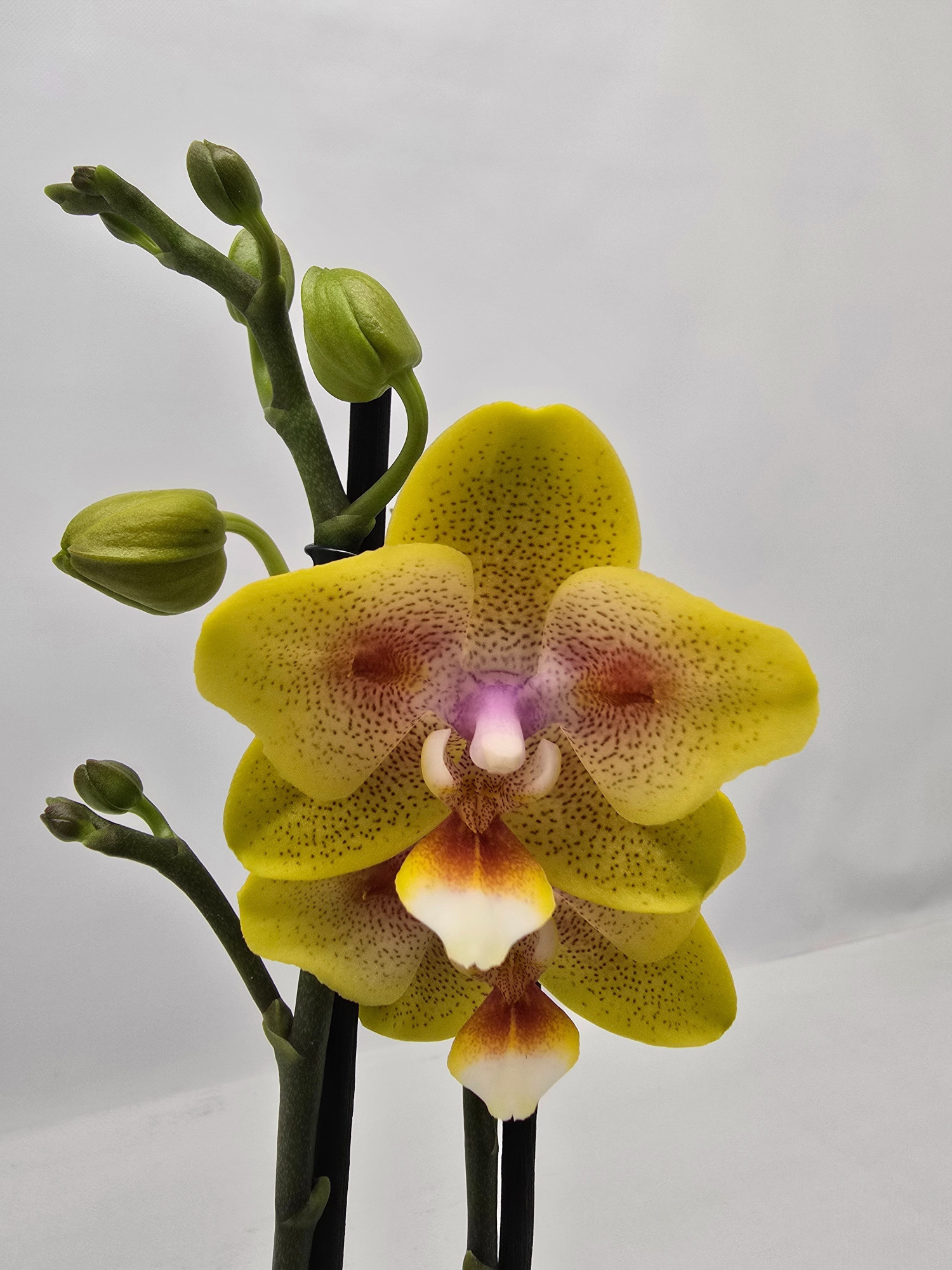 Limited 17 week 43, D 12 cm