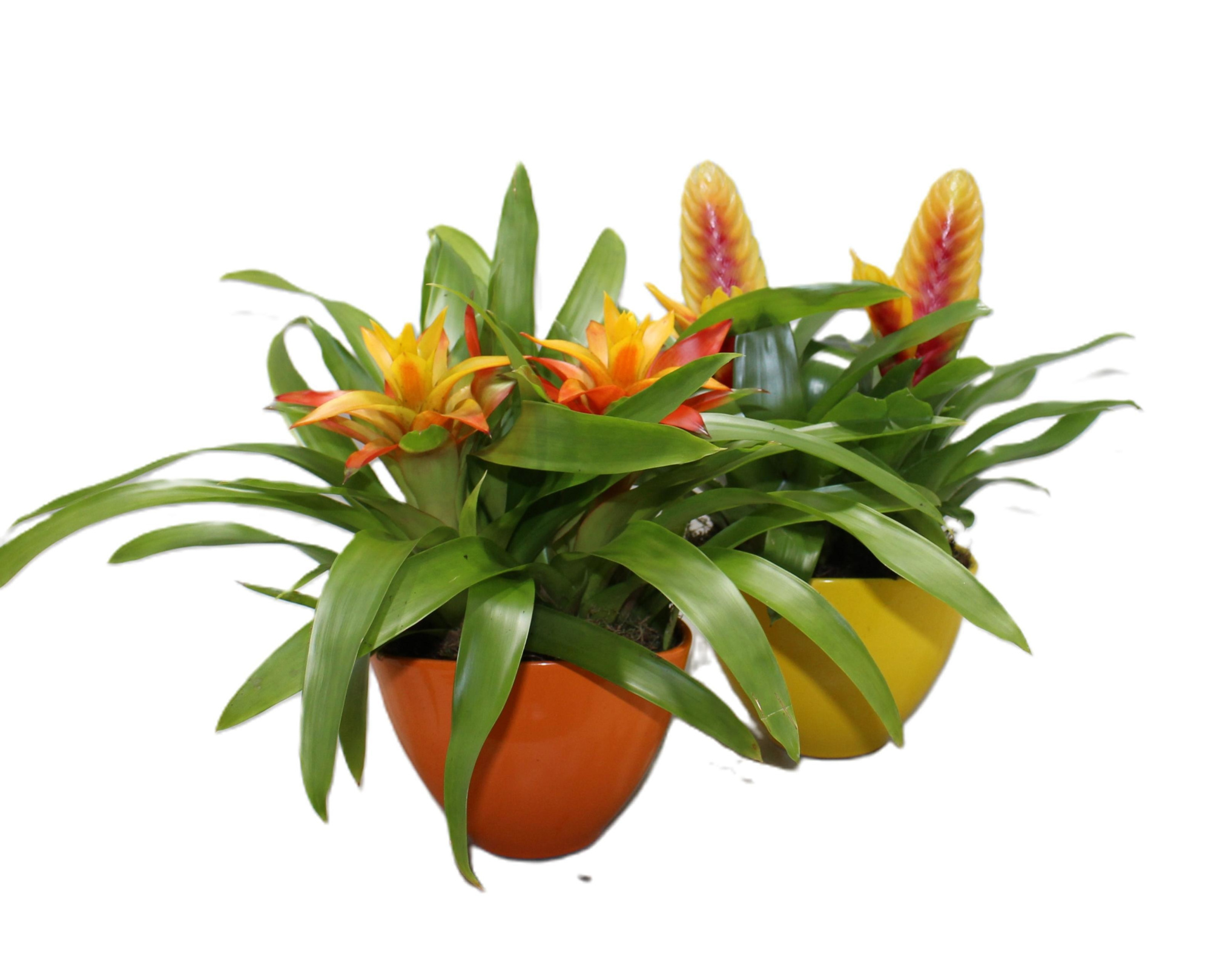 Coupe Borabora Geel/Oranje, D 16