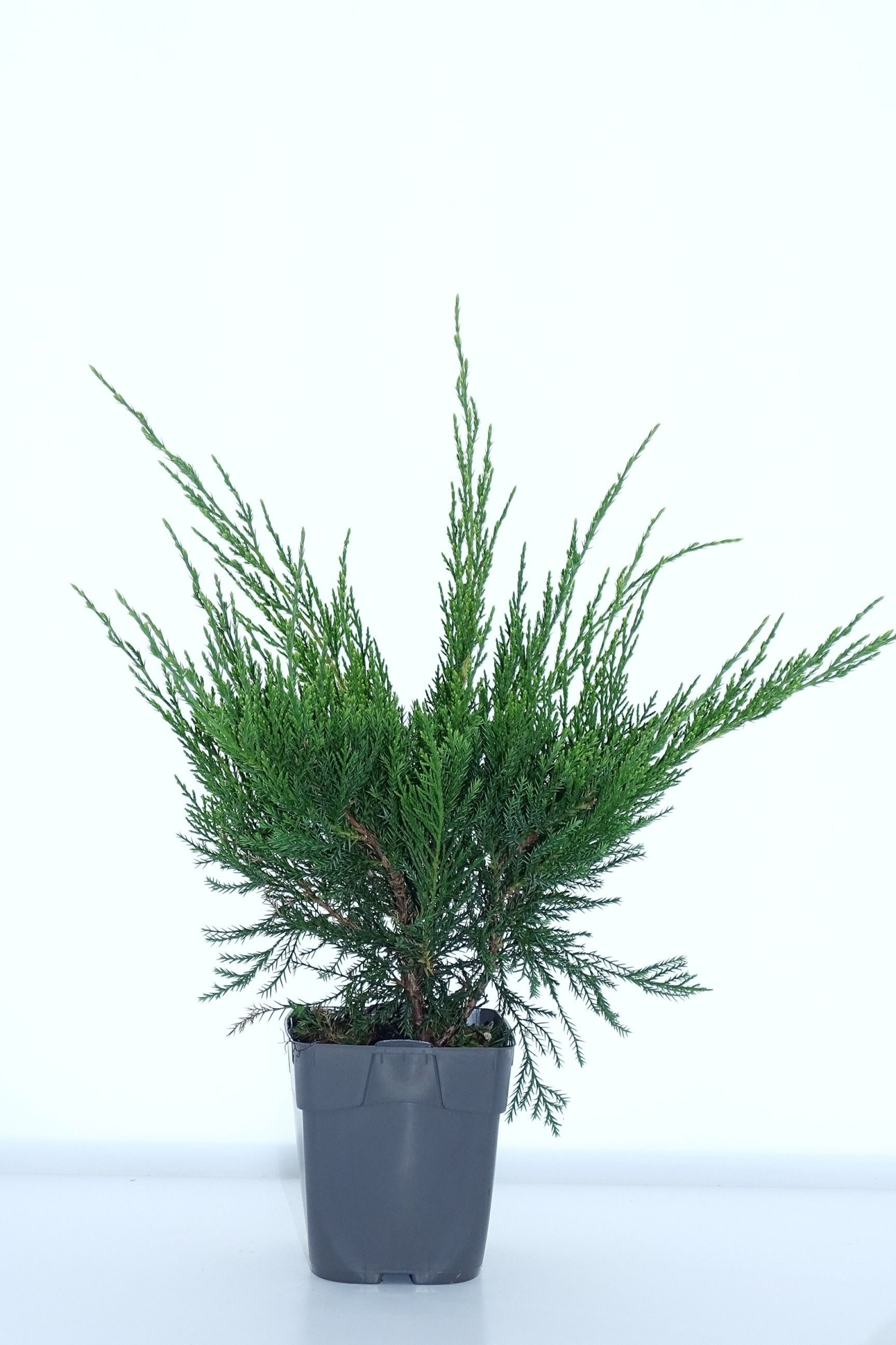 Juniperus pfitz. 'Mint Julep', D 12