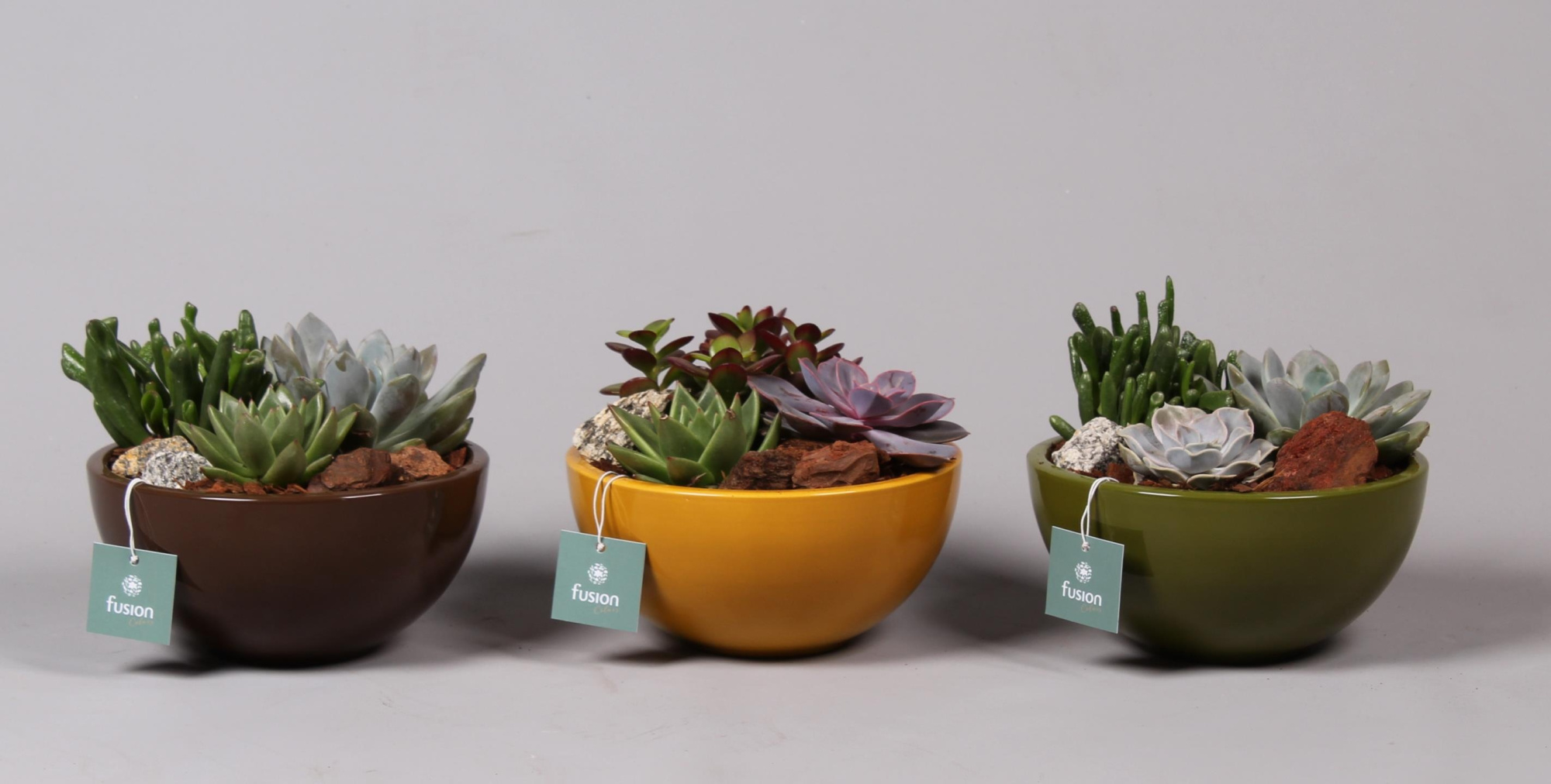 keramiek Moonschaal Medium div. kleuren met Succulenten, D 18 cm