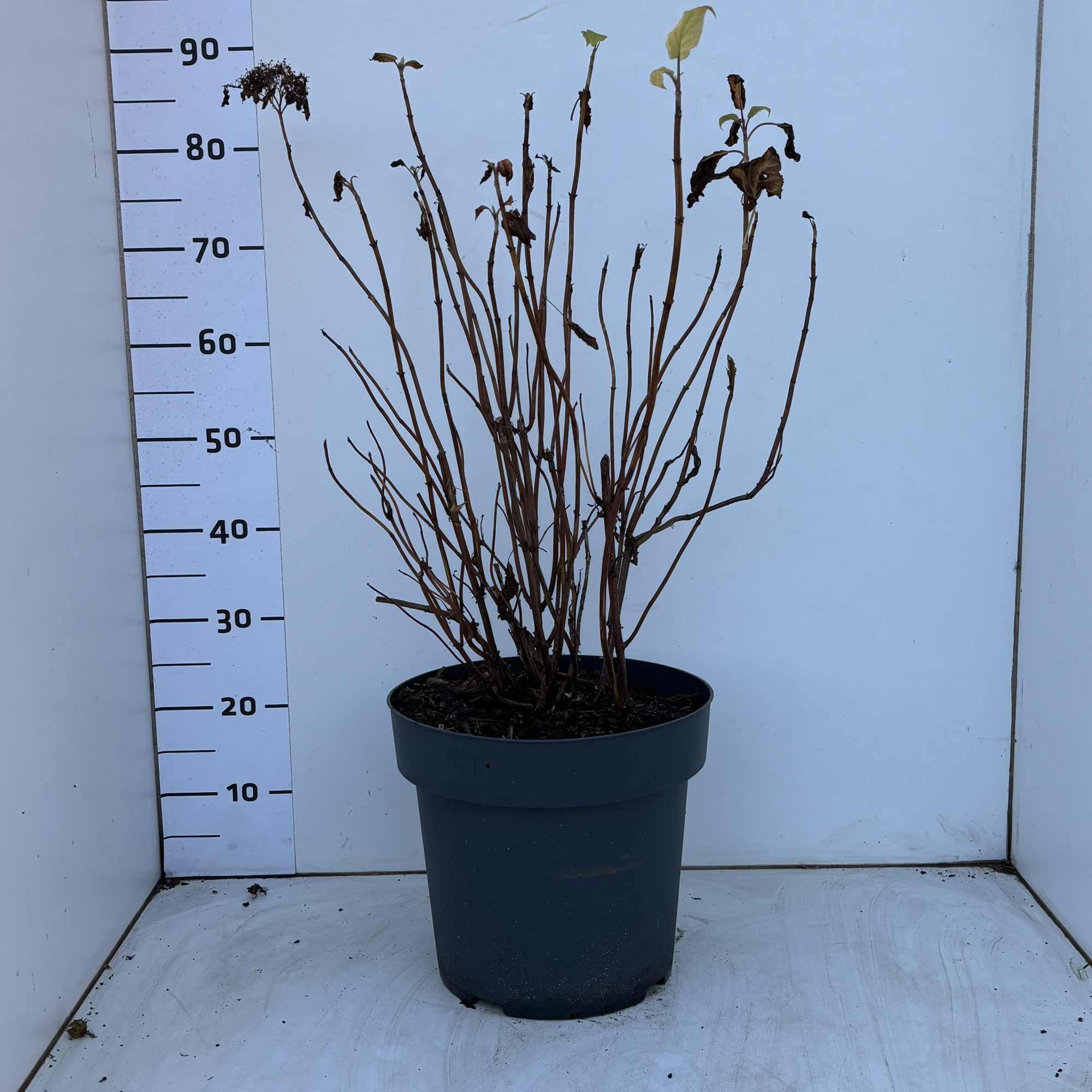 HydrangeaarborescensAnnabelle, D 31