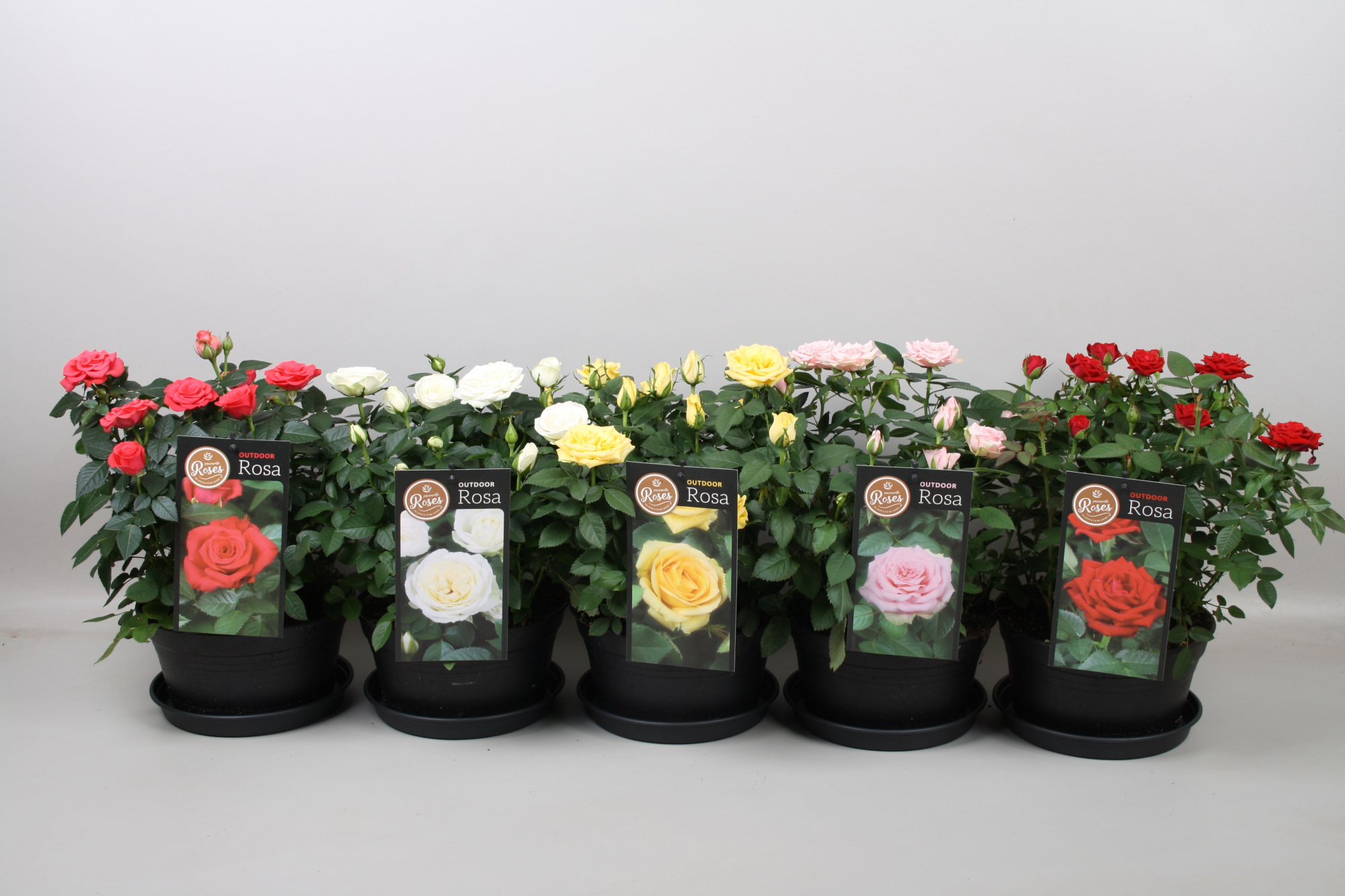 Rosa Favourite Roses mixdoos schaal outdoor, D 20 cm