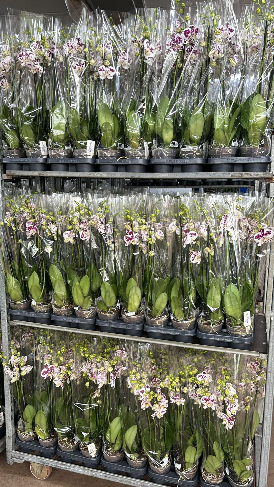 Phalaenopsis Anthura Marrakesh 4 tak Marrakesh, D 12