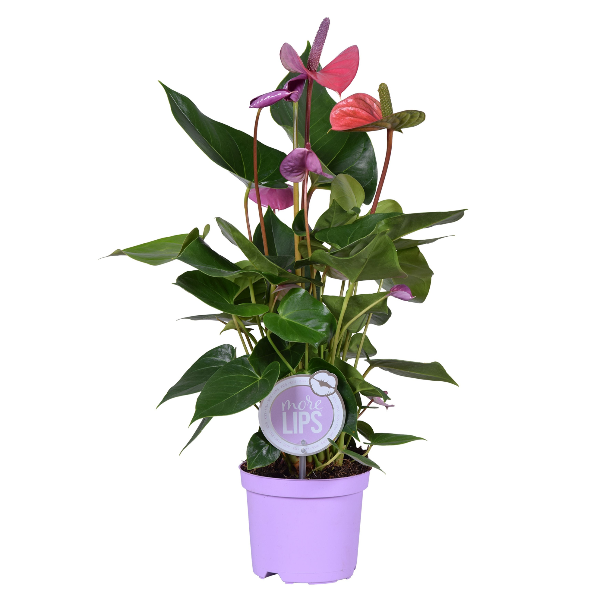 MoreLIPS® Anthurium Cavalli, D 14