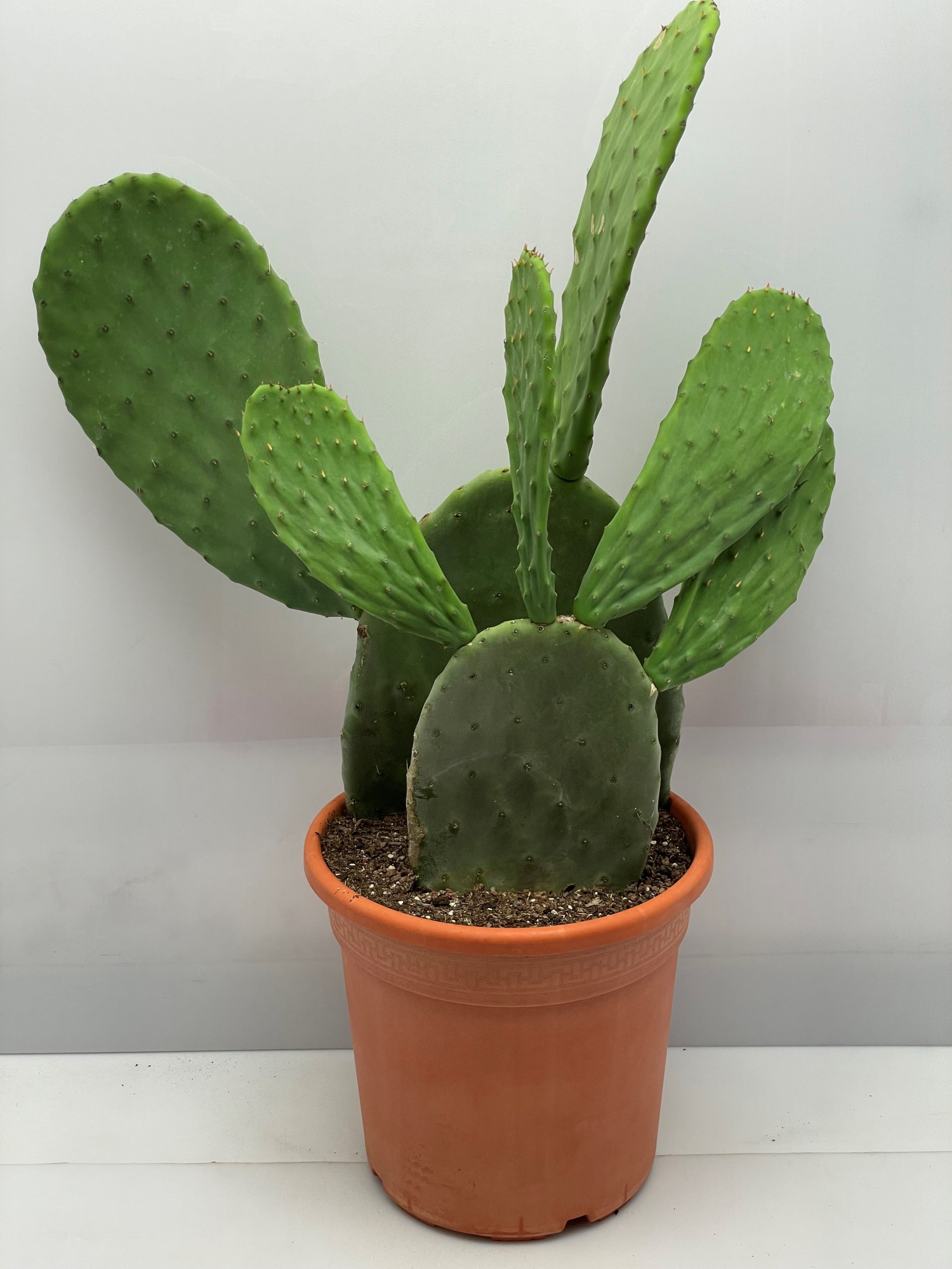 127 XXLMickey Mouse oren 19 cm, D 19 cm