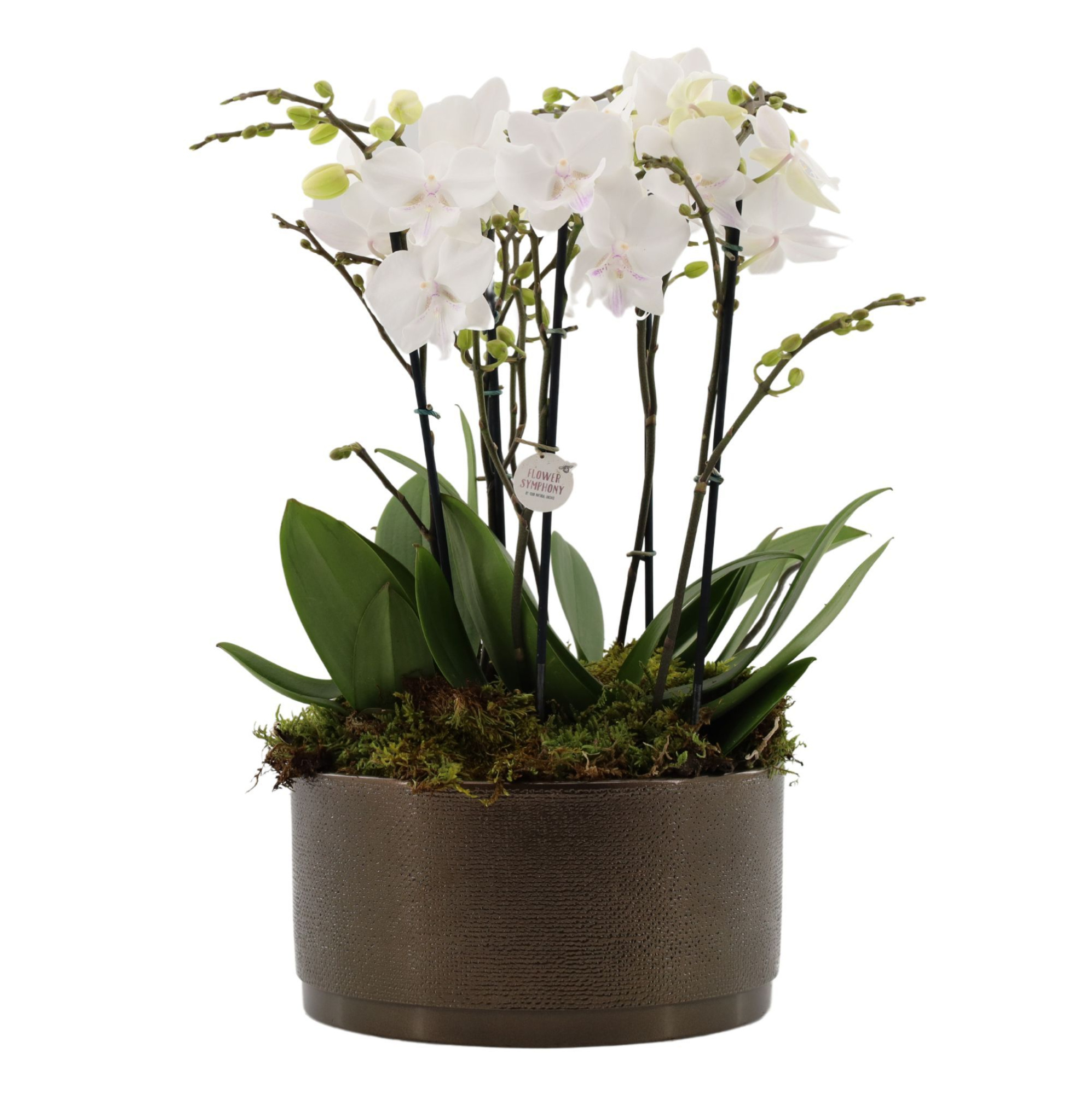 Flower Symphony | 3 x 2 tak FS wit in Sarah Bowl, D 27 cm