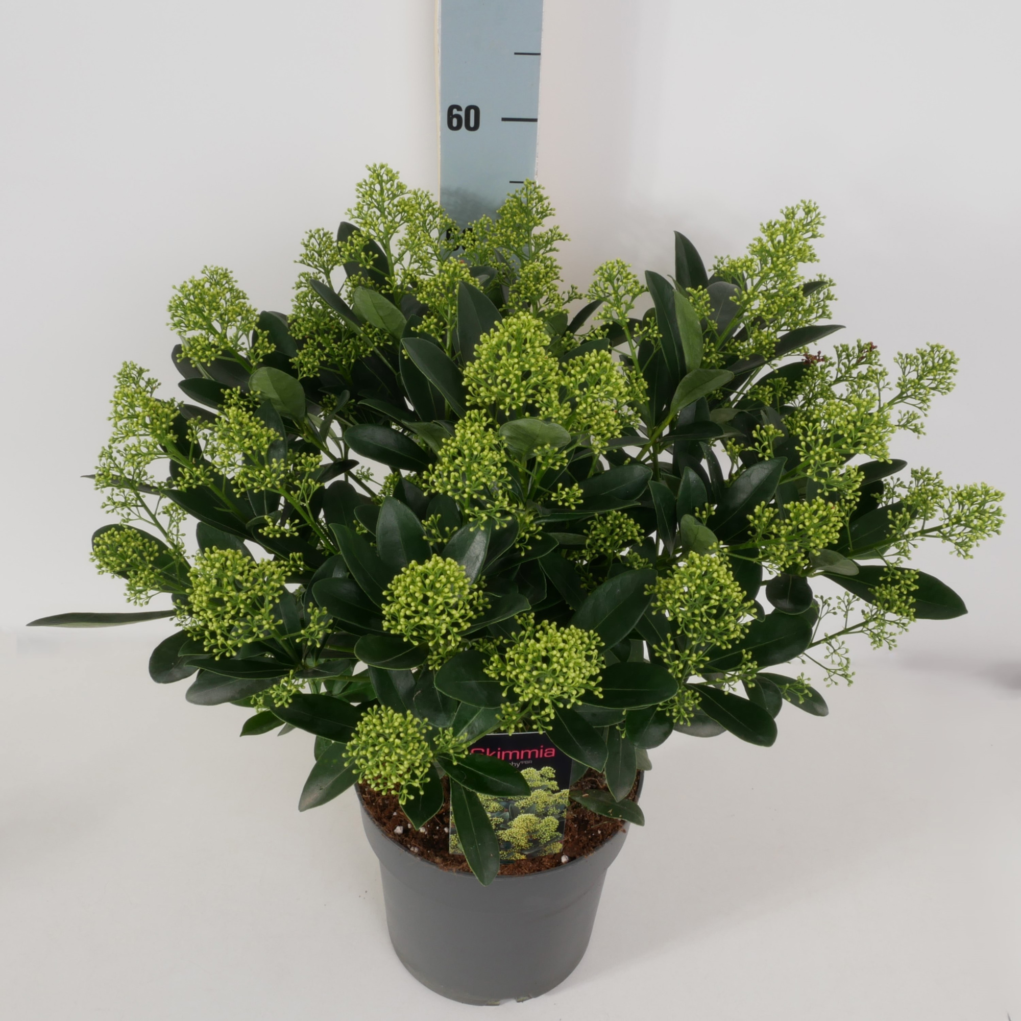 Skimmia jap. 'Finchy' P22, D 22