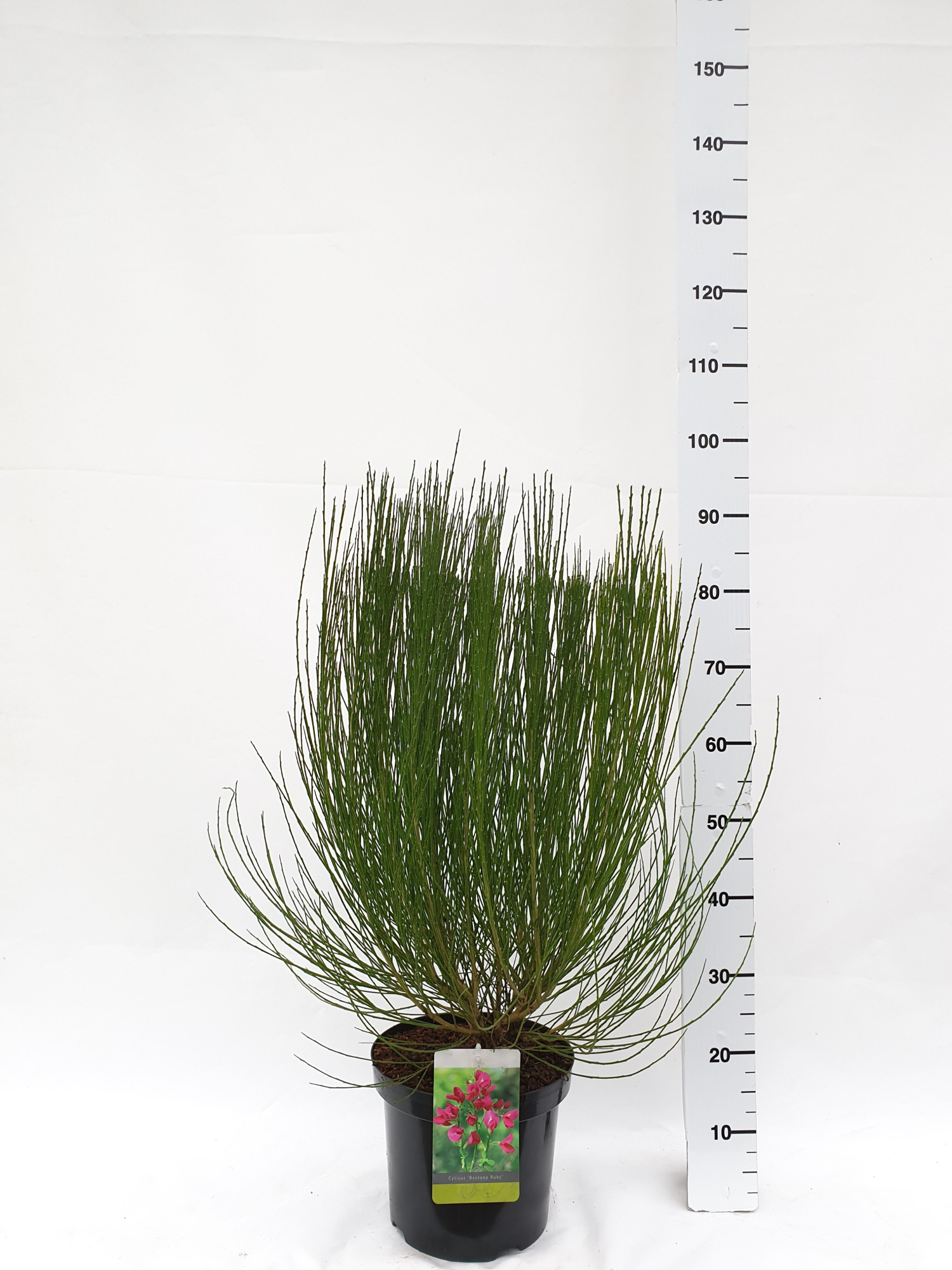 Cytisus Praecox Grp 'Boskoop Ruby', D 26