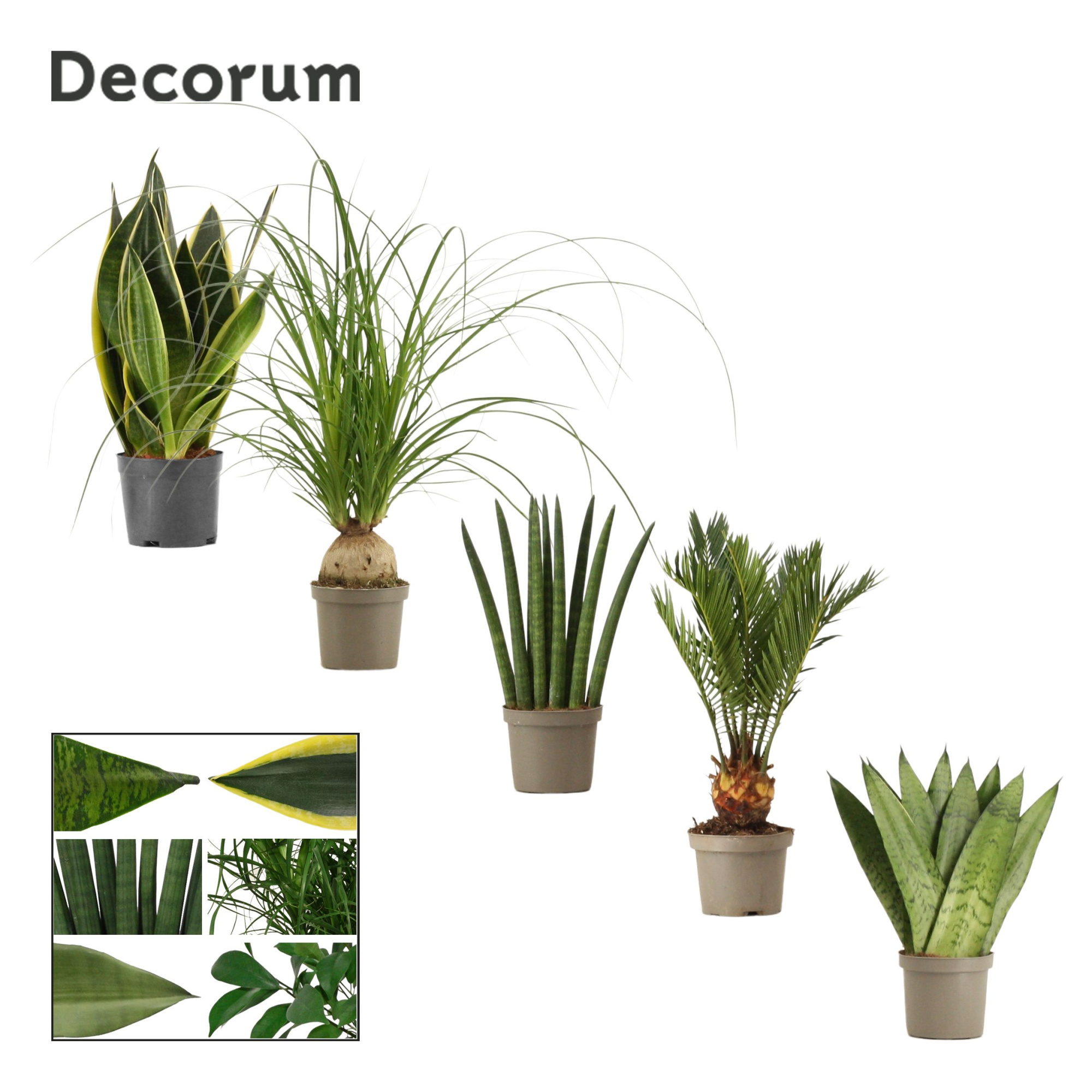 Groenmix 9 cm (Decorum), D 9 cm