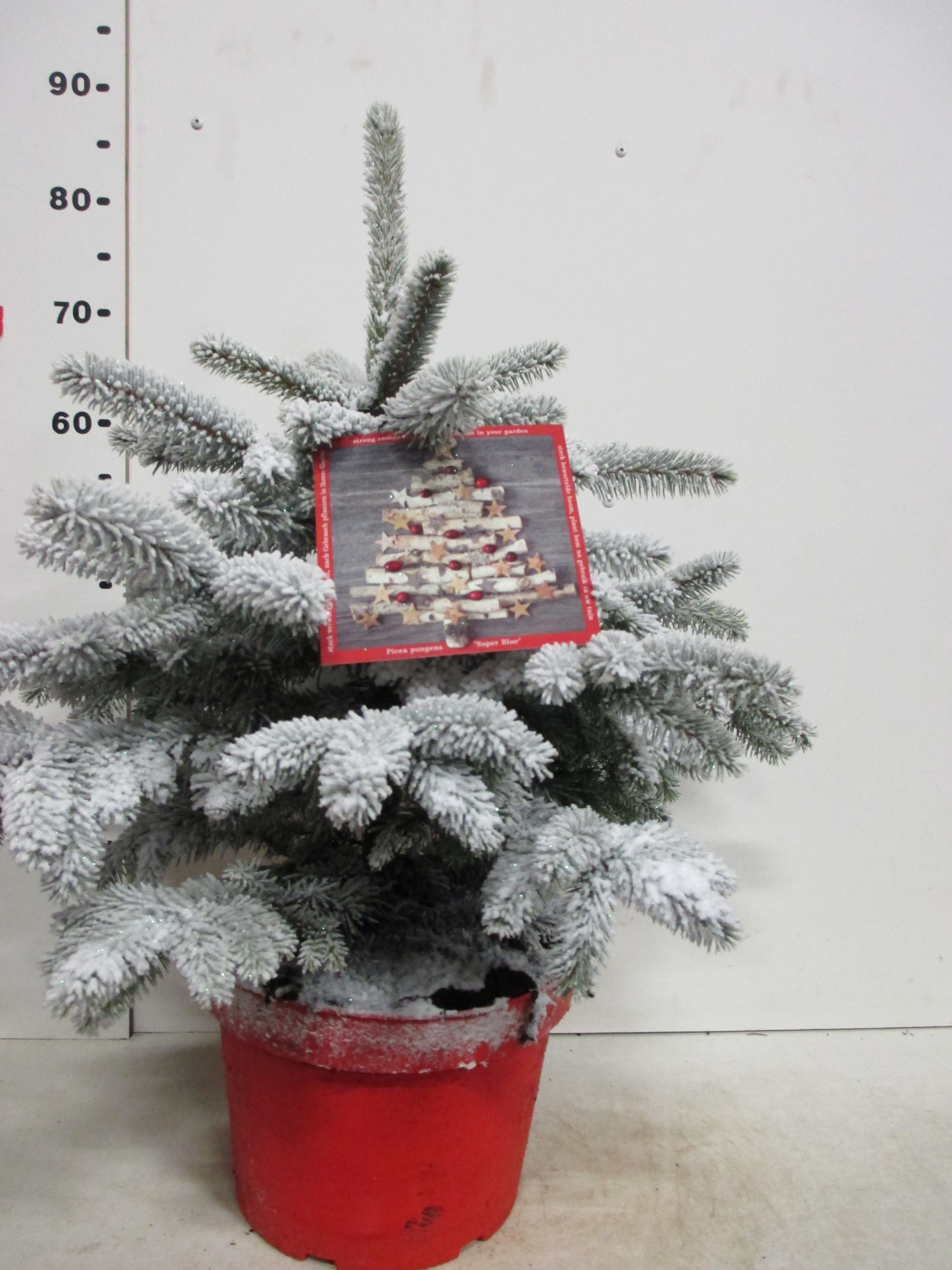 Picea sneeuw Super Blue 60-80 cm P28, D 28 cm