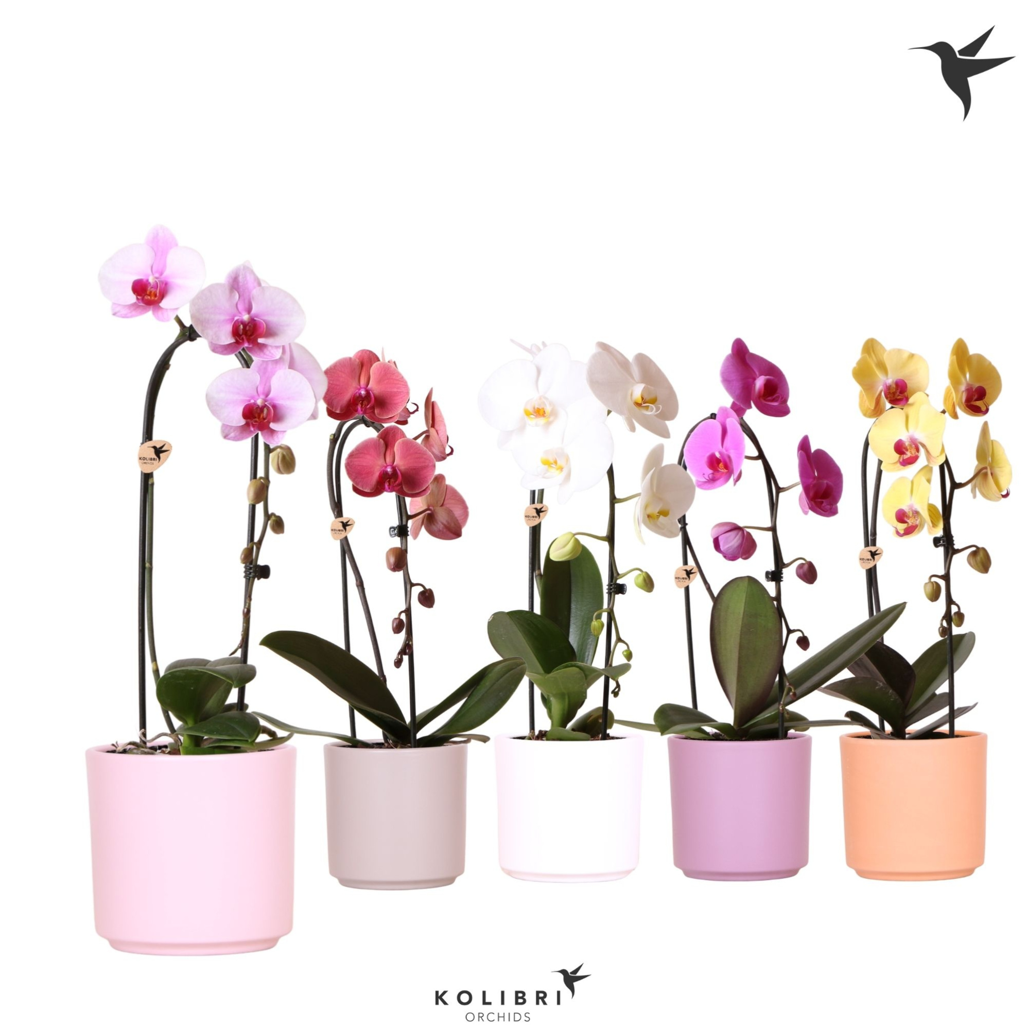 Kolibri Orchids Cascade Niagara Fall mix 1 spike in Simplicity pot mix, D 12 cm