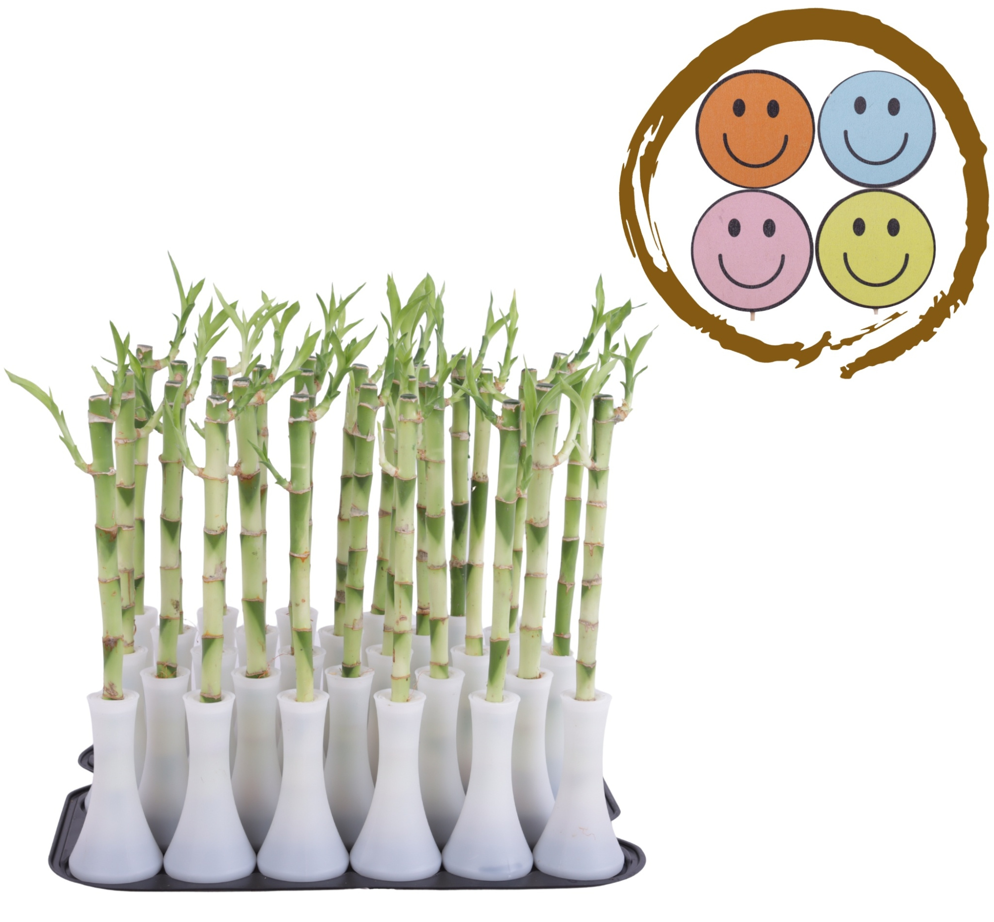 Lucky Bamboo Stem Straight 30cm in Tube Vase White, D 6 cm