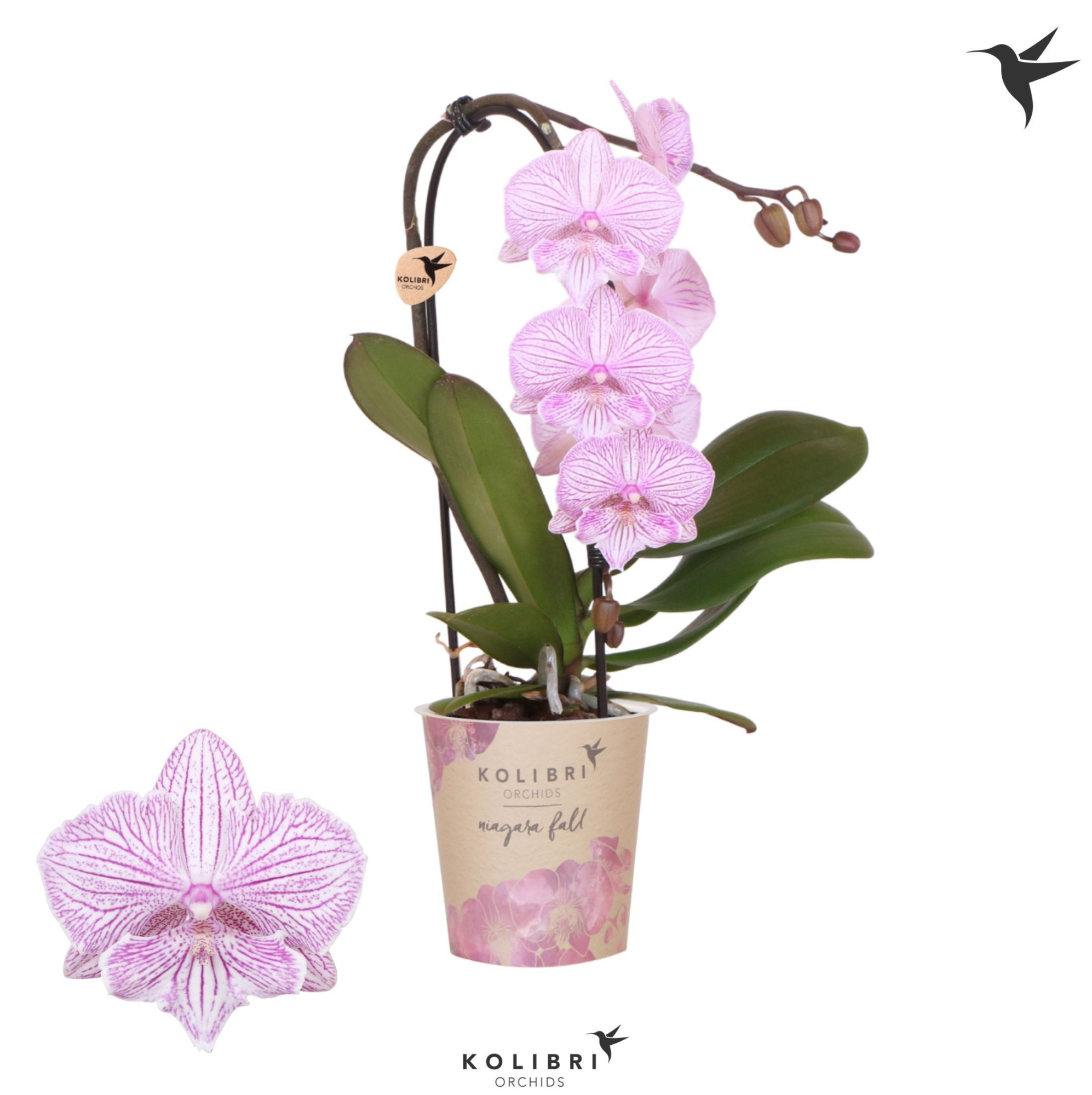 Kolibri Orchids Cascade Niagara Fall pink 1 spike, D 9 cm
