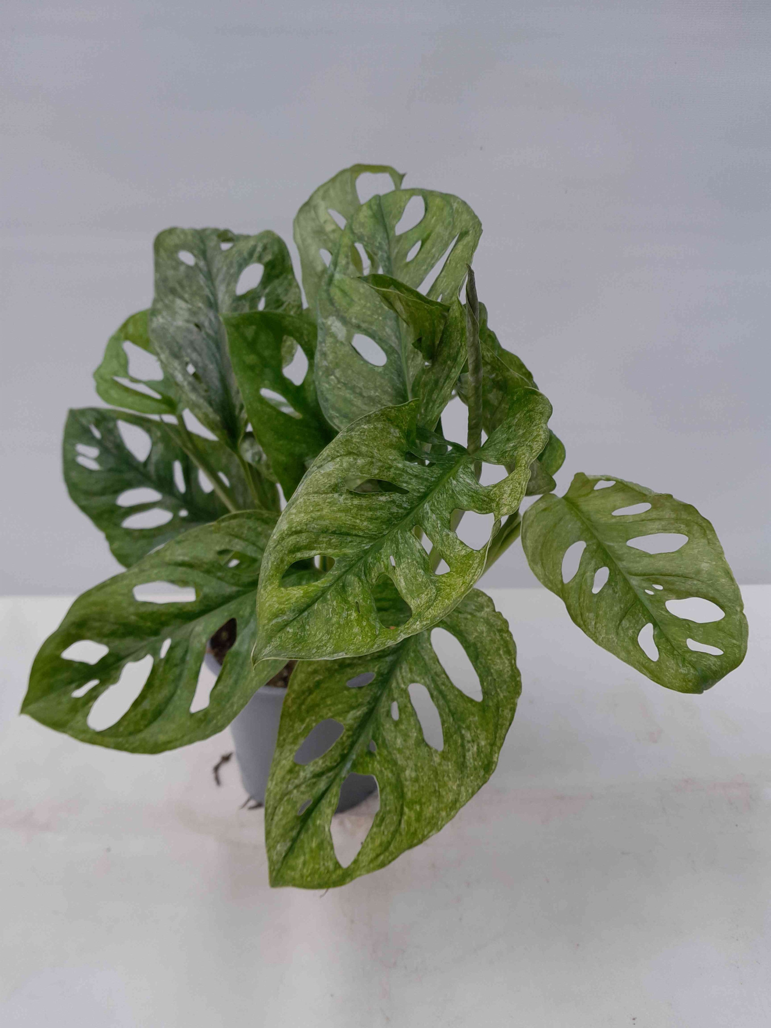 MONSTERA ADANSONII 'Mint', D 12 cm