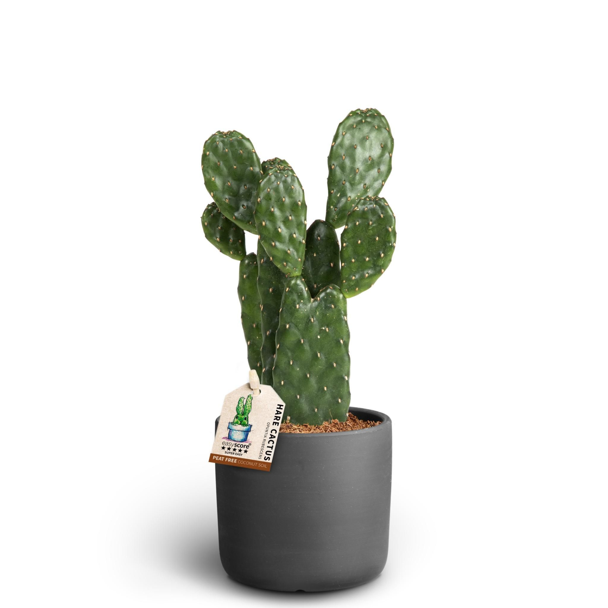 Raw Black, Opuntia rubescens, D 10 cm