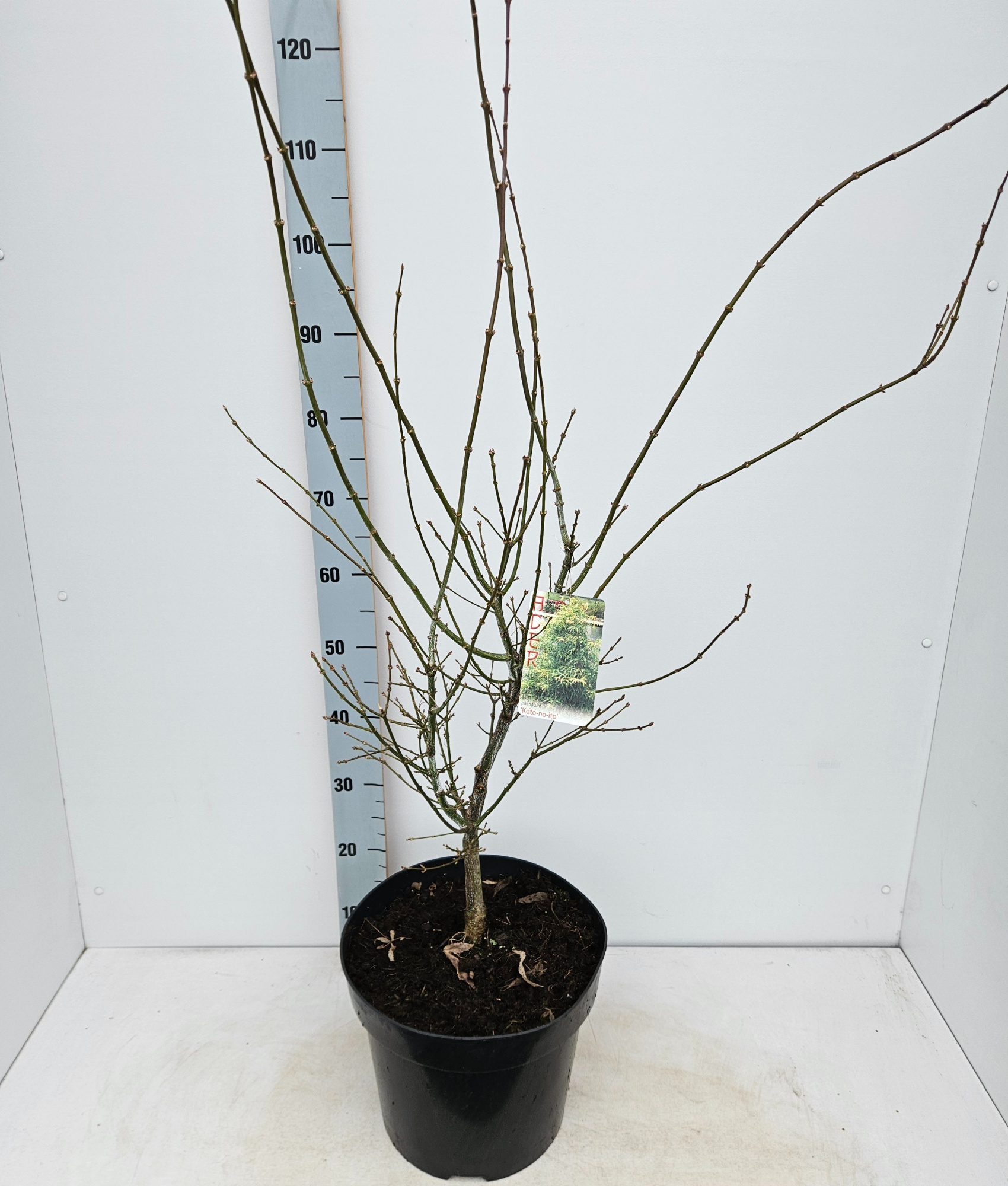 Acer palmatum 'Koto-no-ito', D 31