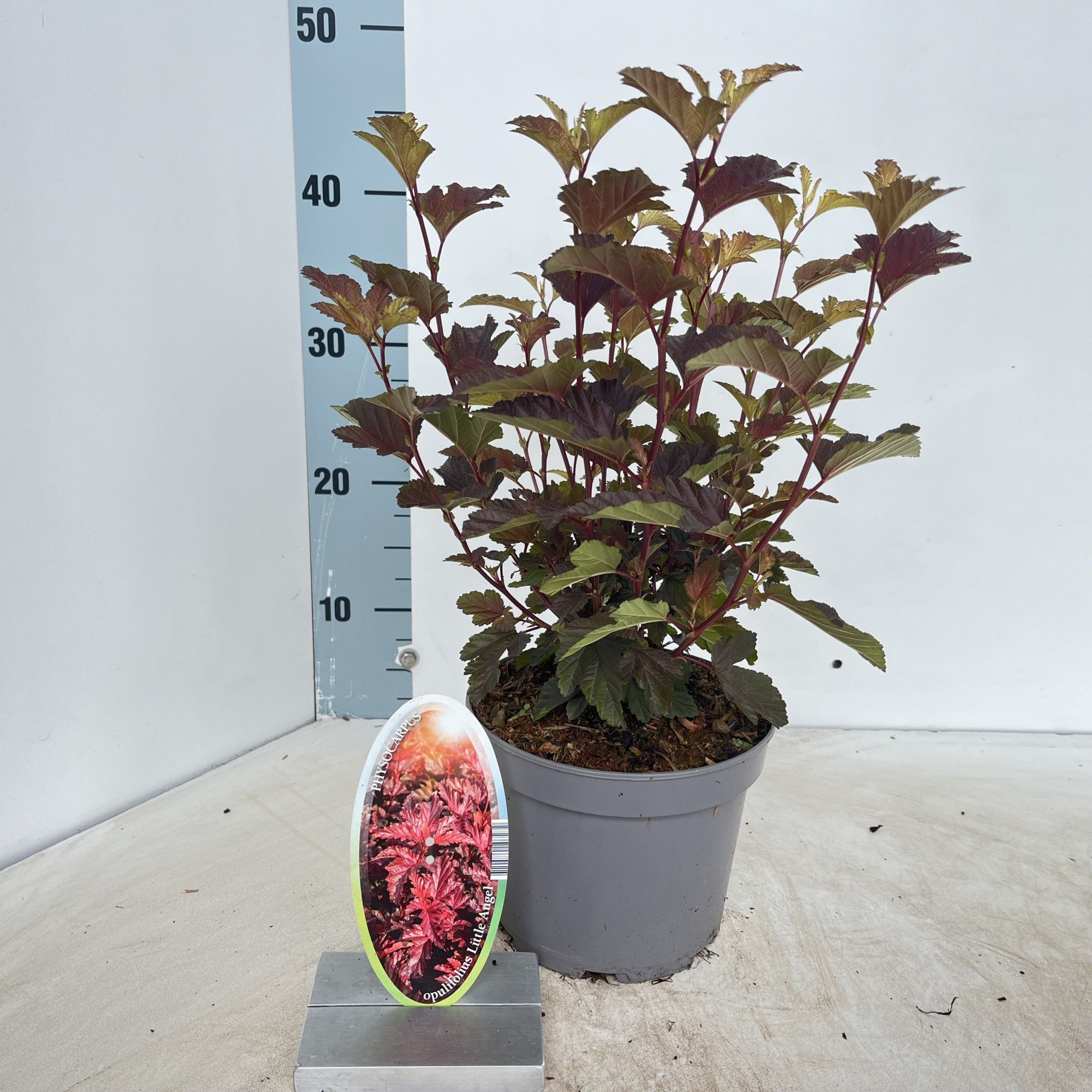 Physocarpus opulifolius Little Angel ('Hoogi016'PBR), D 17 cm