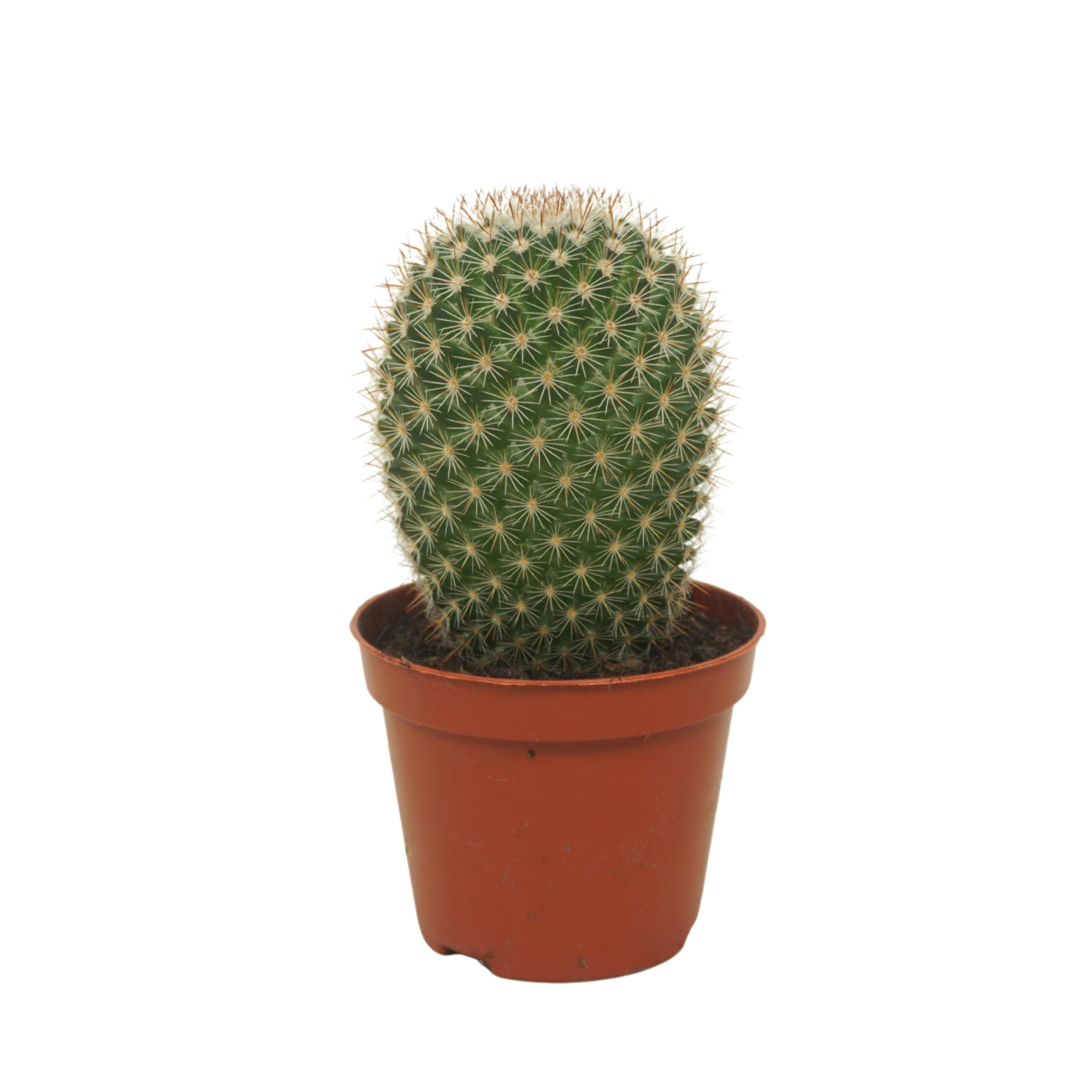 Mammillaria pilcayensis enkel 8,5 cm, D 8,5